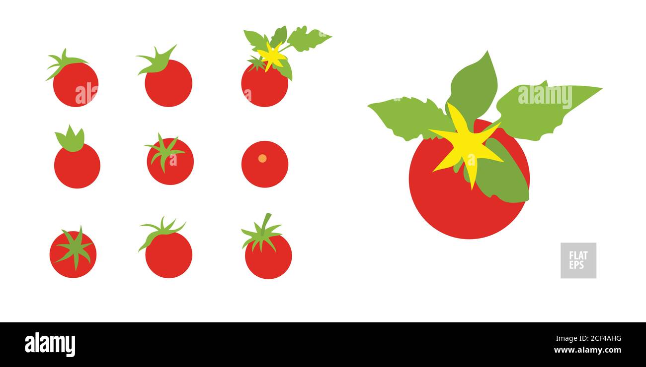 Tomates sur fond blanc. Style plat très simple. Différentes tomates en assortiment avec des feuilles et des fleurs jaunes. Peut être utilisé comme icône, s Illustration de Vecteur