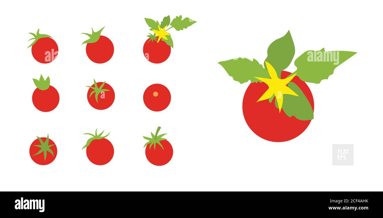 Tomates sur fond blanc. Style plat très simple. Différentes tomates en assortiment avec des feuilles et des fleurs jaunes. Peut être utilisé comme icône, s Illustration de Vecteur