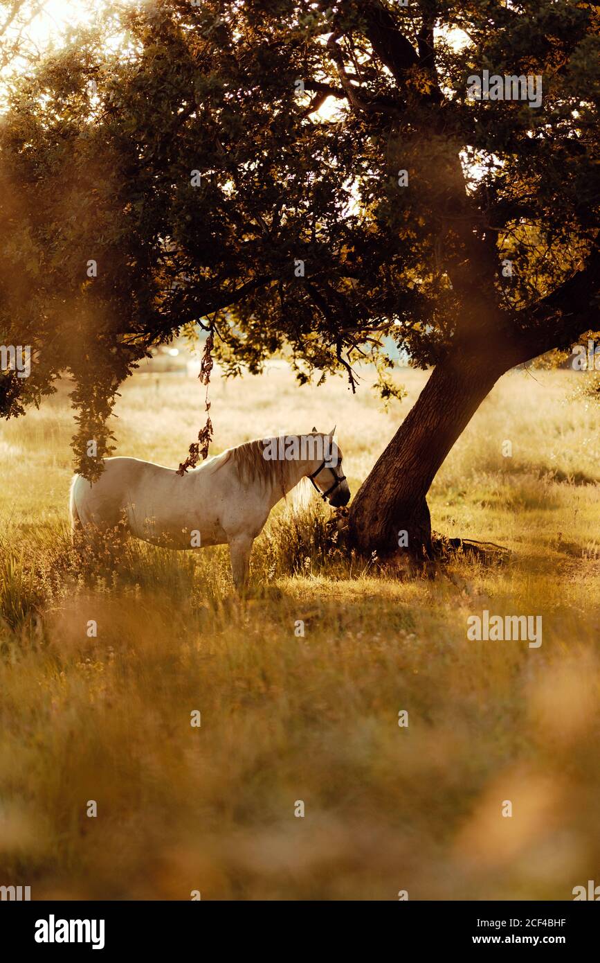 Vue latérale de cheval blanc bien entretenu sur le pâturage de campagne à côté arbre verdoyant en plein jour Banque D'Images