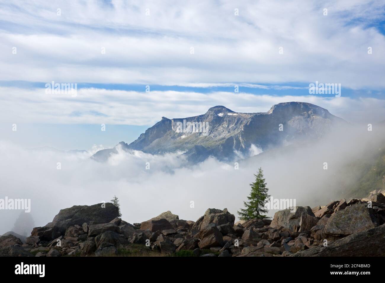 Paysage de montagne à l'aube avec des pins isolés qui poussent entre des rochers gigantesques, brume dans la vallée Banque D'Images