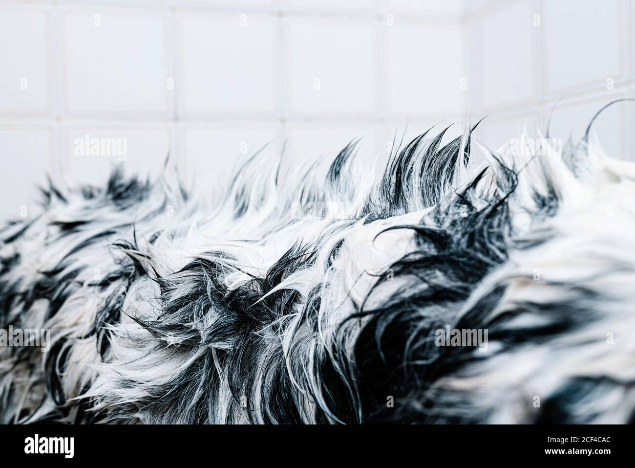 Détail de la fourrure de chien de maître anglais dans la baignoire en lumière salle de bains Banque D'Images