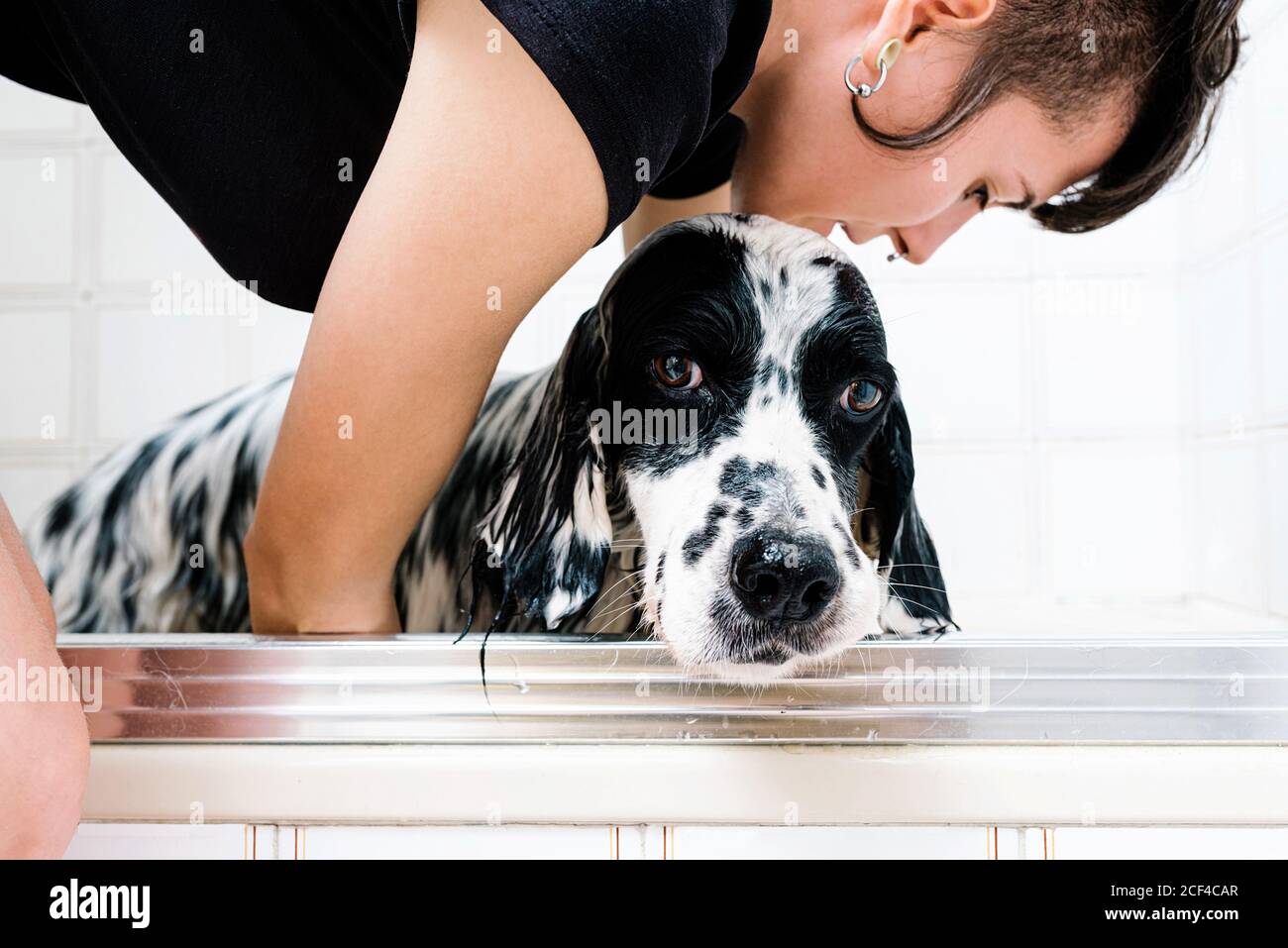 Femme lavant le chien de l'anglais dans la baignoire dans la salle de bains lumineuse Banque D'Images