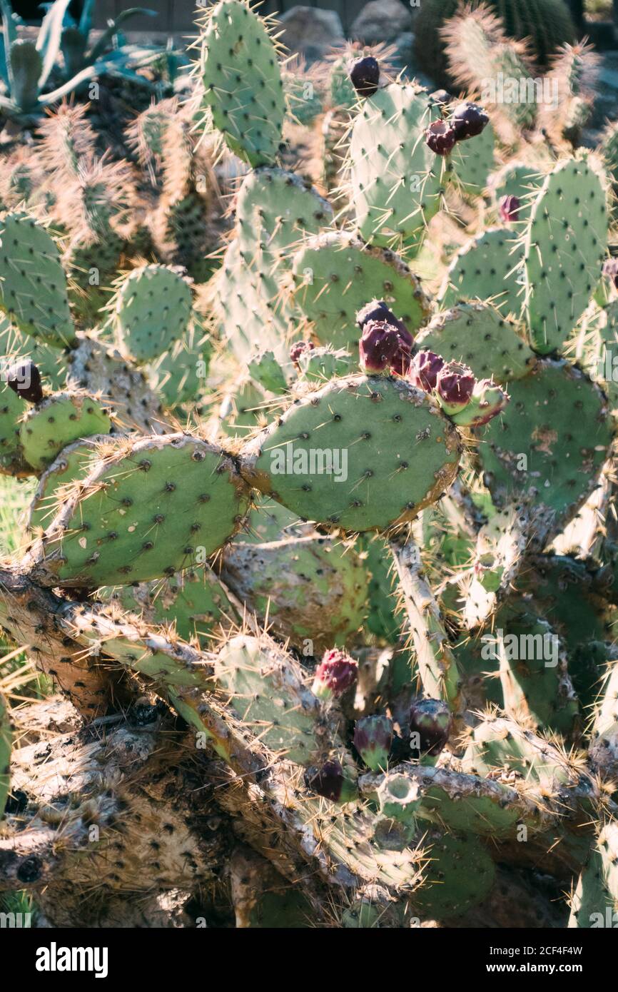 Vue rapprochée du cactus qui pousse dans la nature Banque D'Images