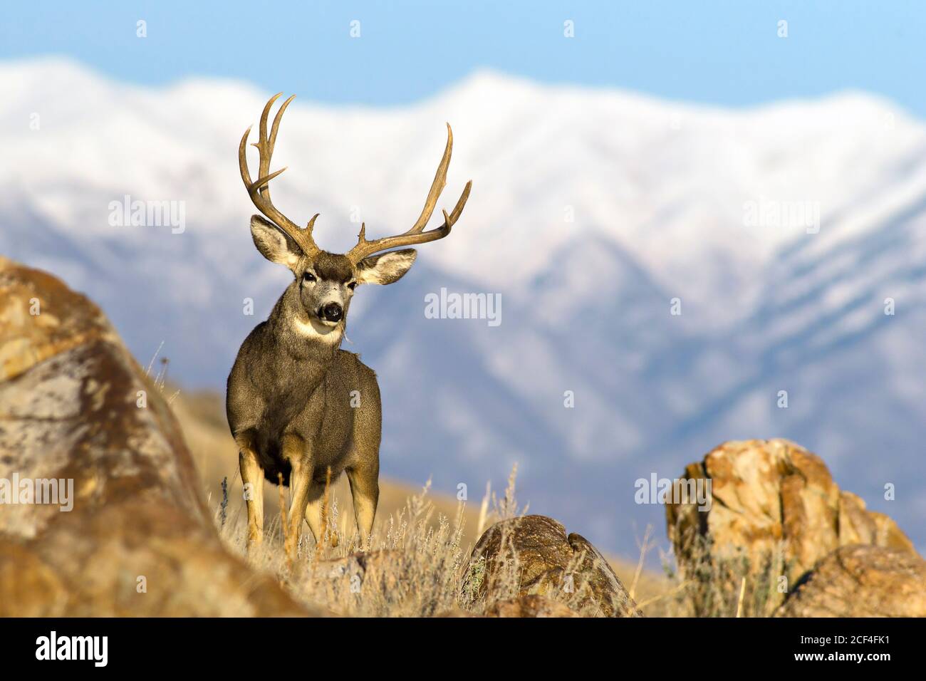 buck de cerf mulet dans les montagnes Banque D'Images