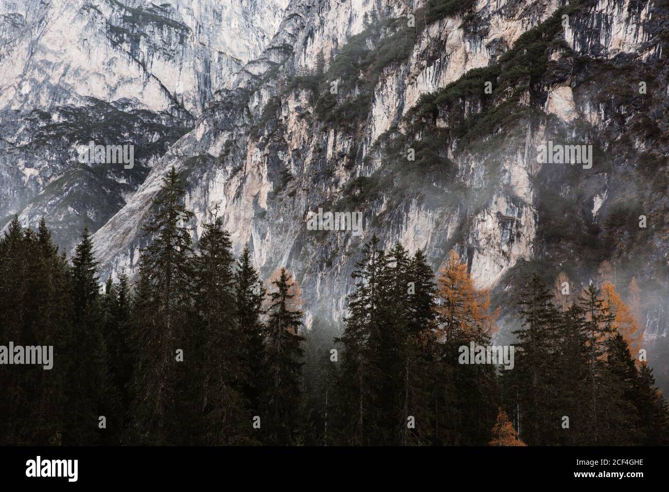 Forêt de pins avec grande falaise puissante et ciel couvert Arrière-plan dans les Dolomites en Italie Banque D'Images