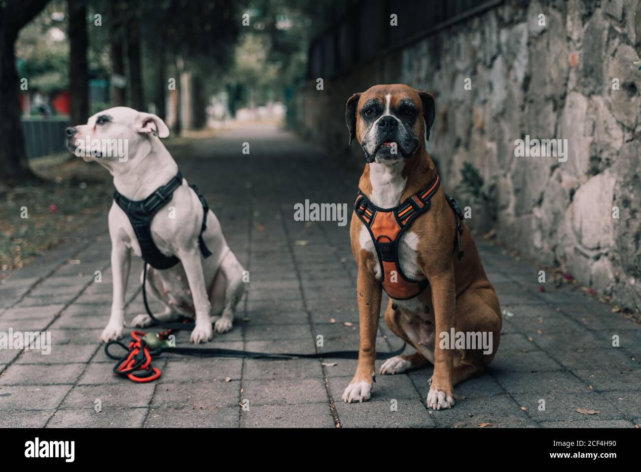 Chien d'Amstaff dans le harnais avec laisse passer du temps à marcher avec boxer chien avec la bouche ouverte regardant l'appareil photo dans la rue de la ville Banque D'Images