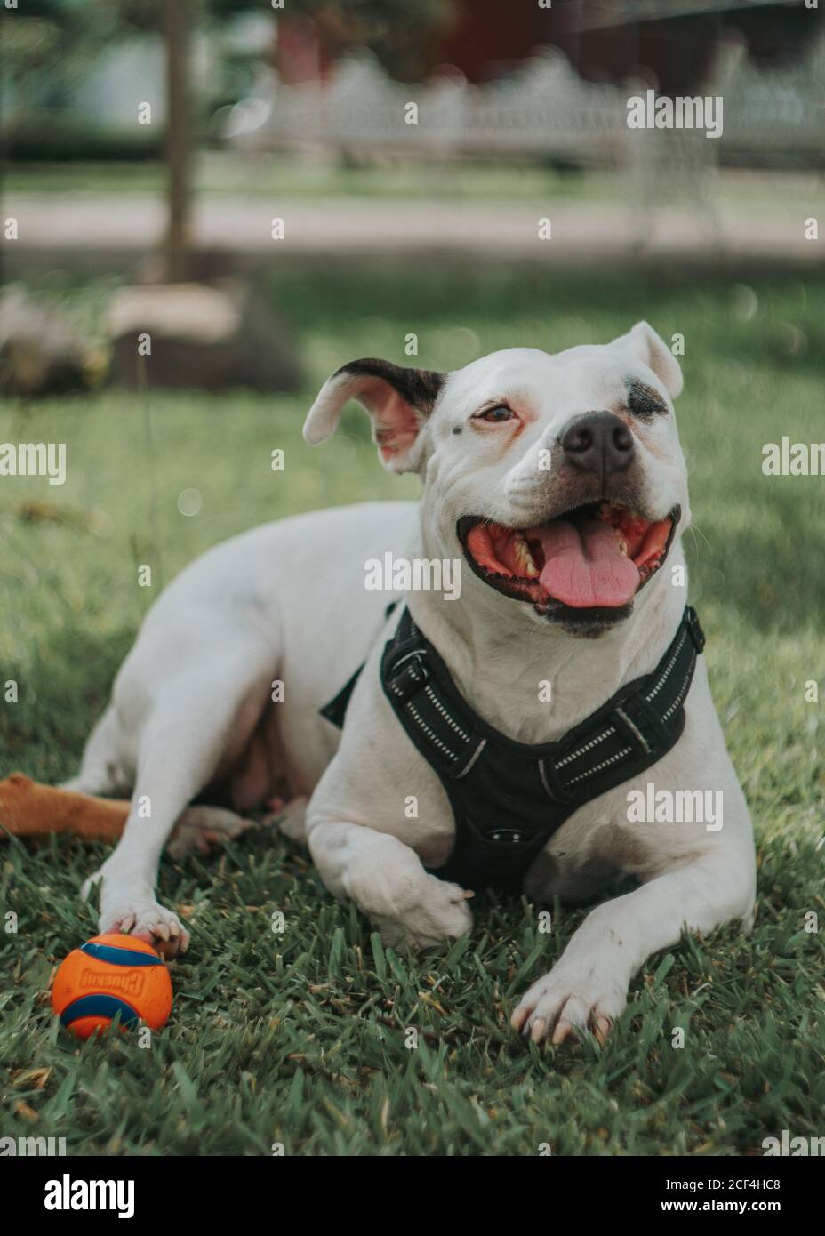 Adorable chien jouant avec le ballon dans la rue Banque D'Images