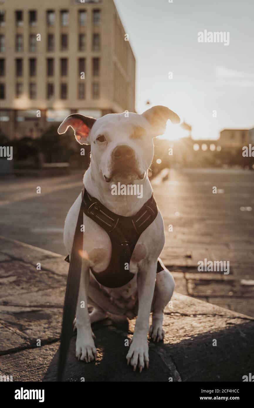 Adorable Staffordshire terrier en harnais avec laisse passer du temps assis au sol, dans une rue urbaine, en regardant la caméra à l'arrière allumé Banque D'Images
