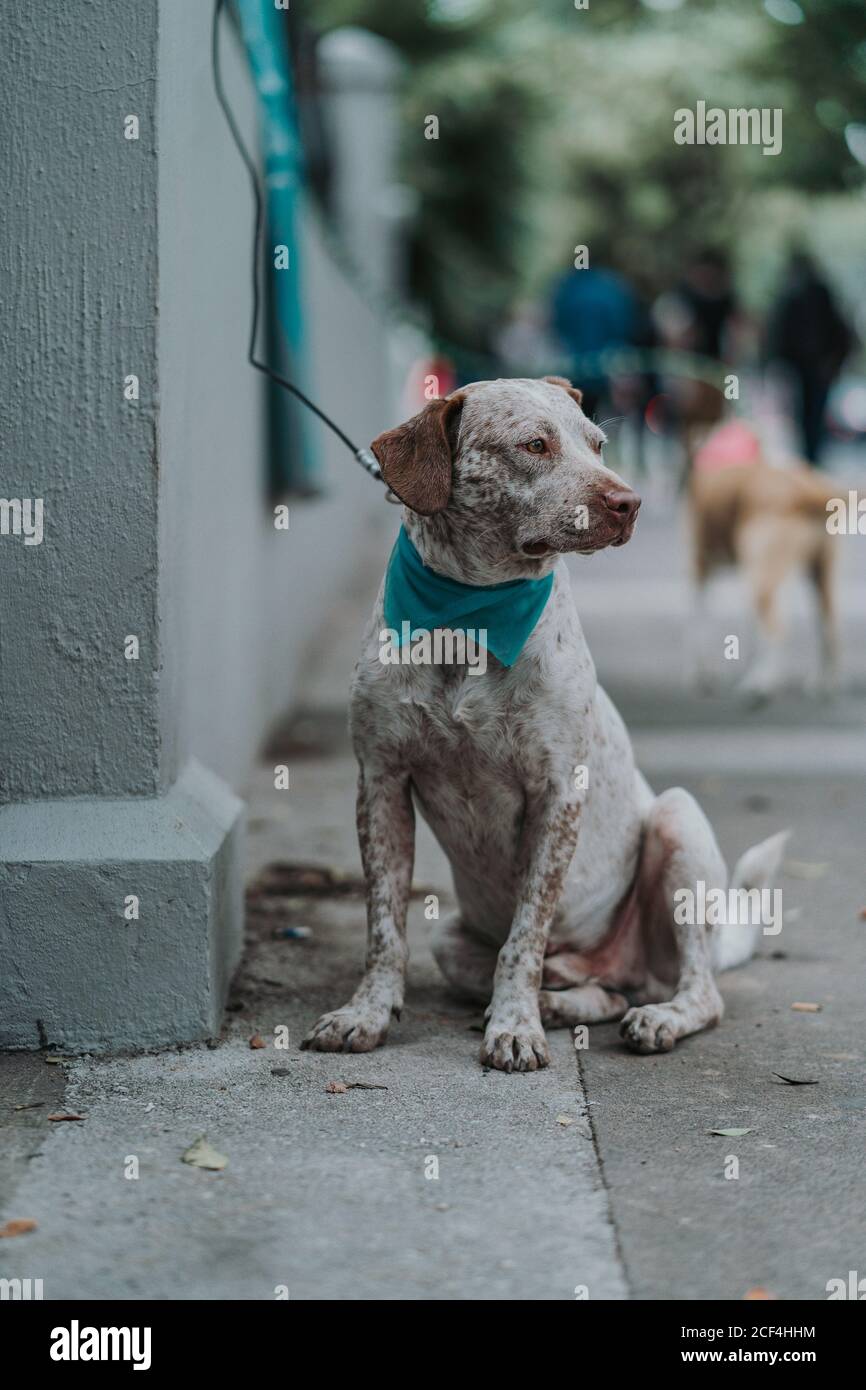 Chien mixte sérieux marchant dans la rue Banque D'Images