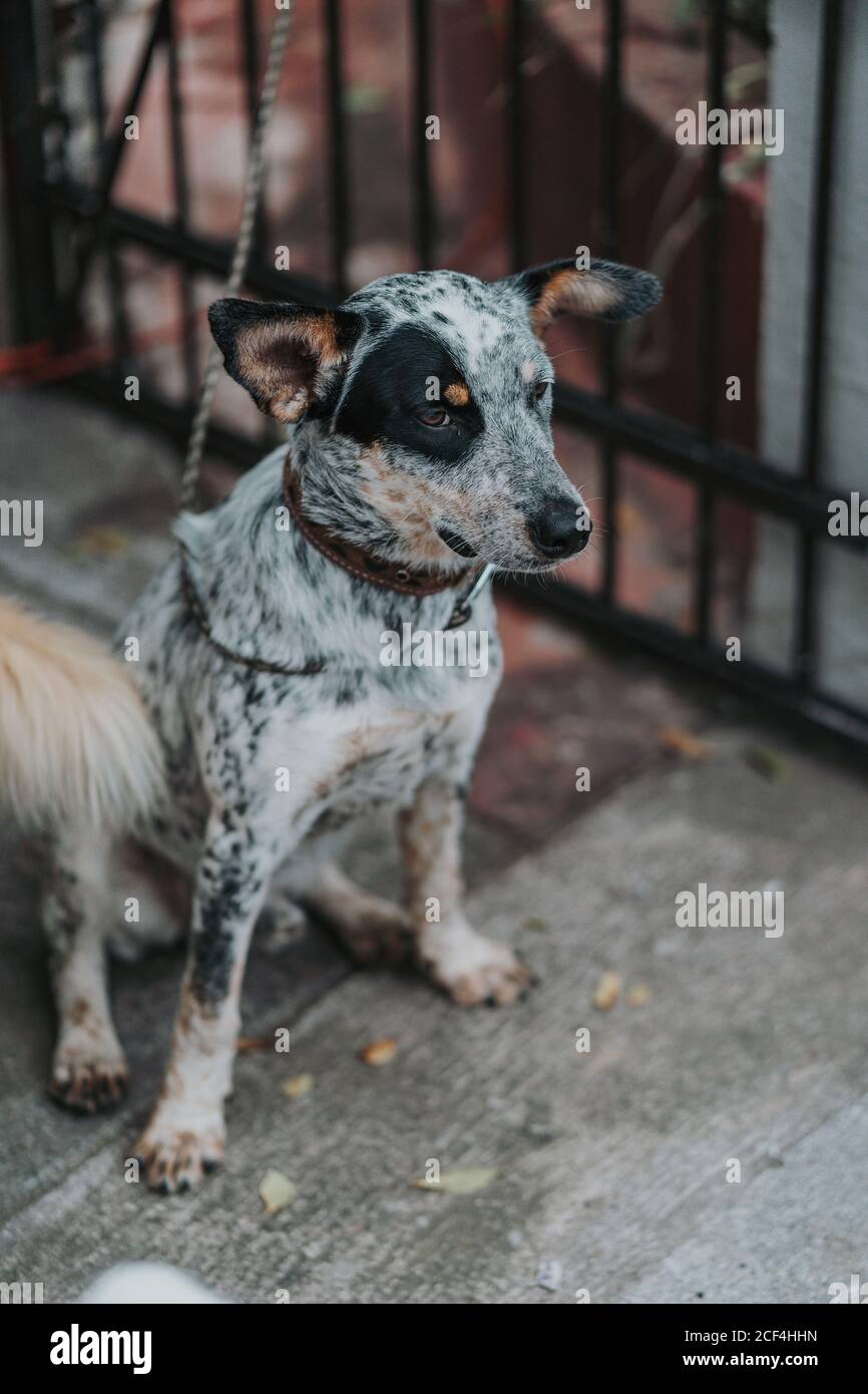 De dessus de chien triste à fourrure noire et blanche dans le collier assis sur la chaîne Banque D'Images