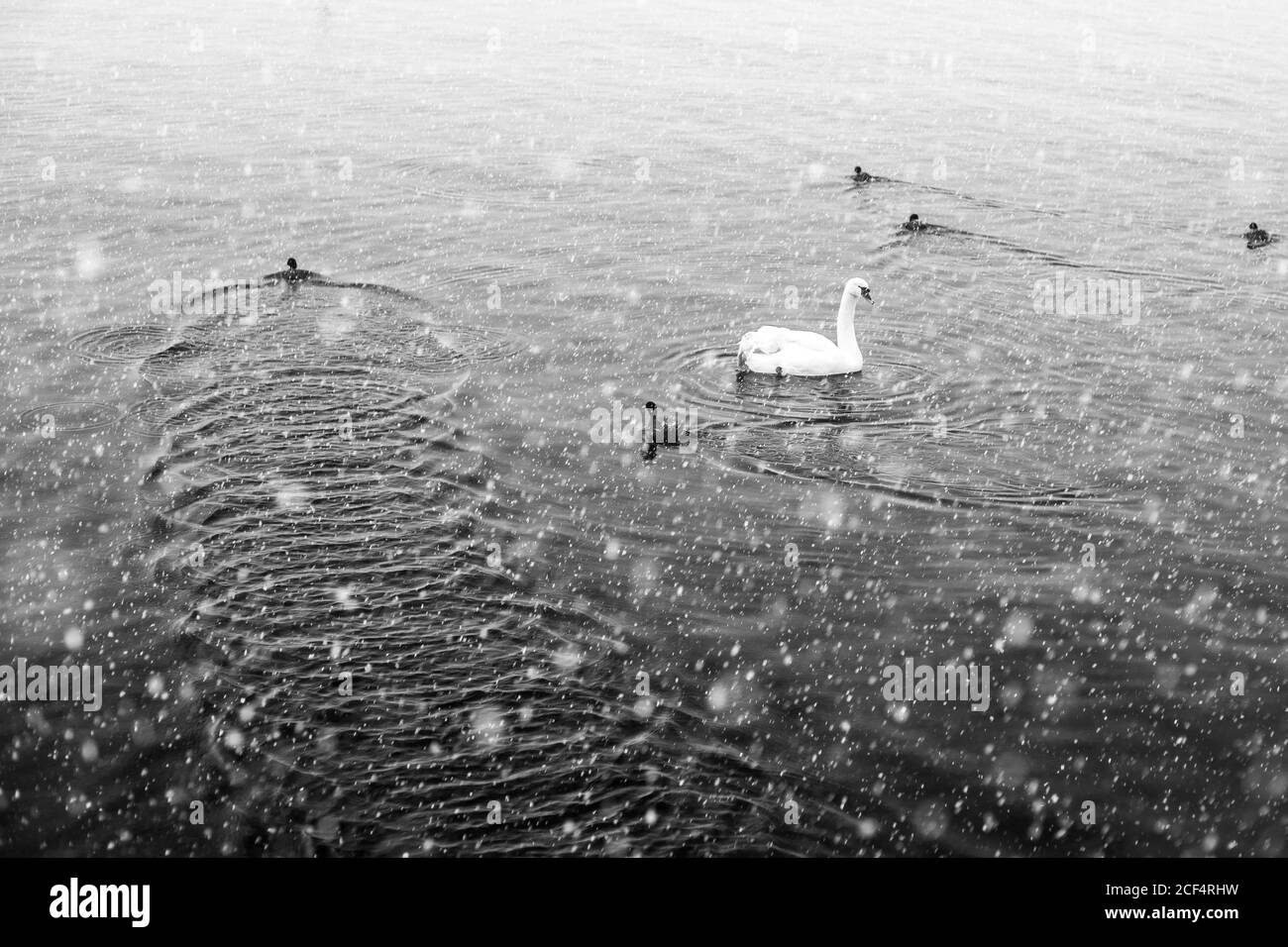 Cygne noir et blanc et petits poussins nageant au calme étang d'eau sur neige hiver jour dans la campagne Banque D'Images