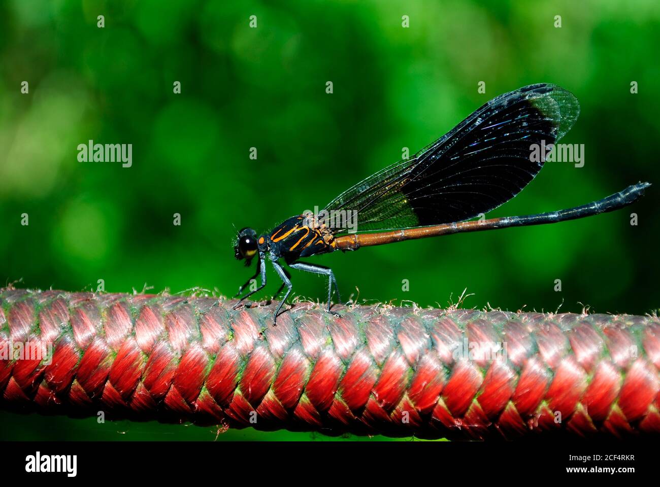 Gros plan sur les damselflies à ailes étroites à Taipei, Taïwan Banque D'Images