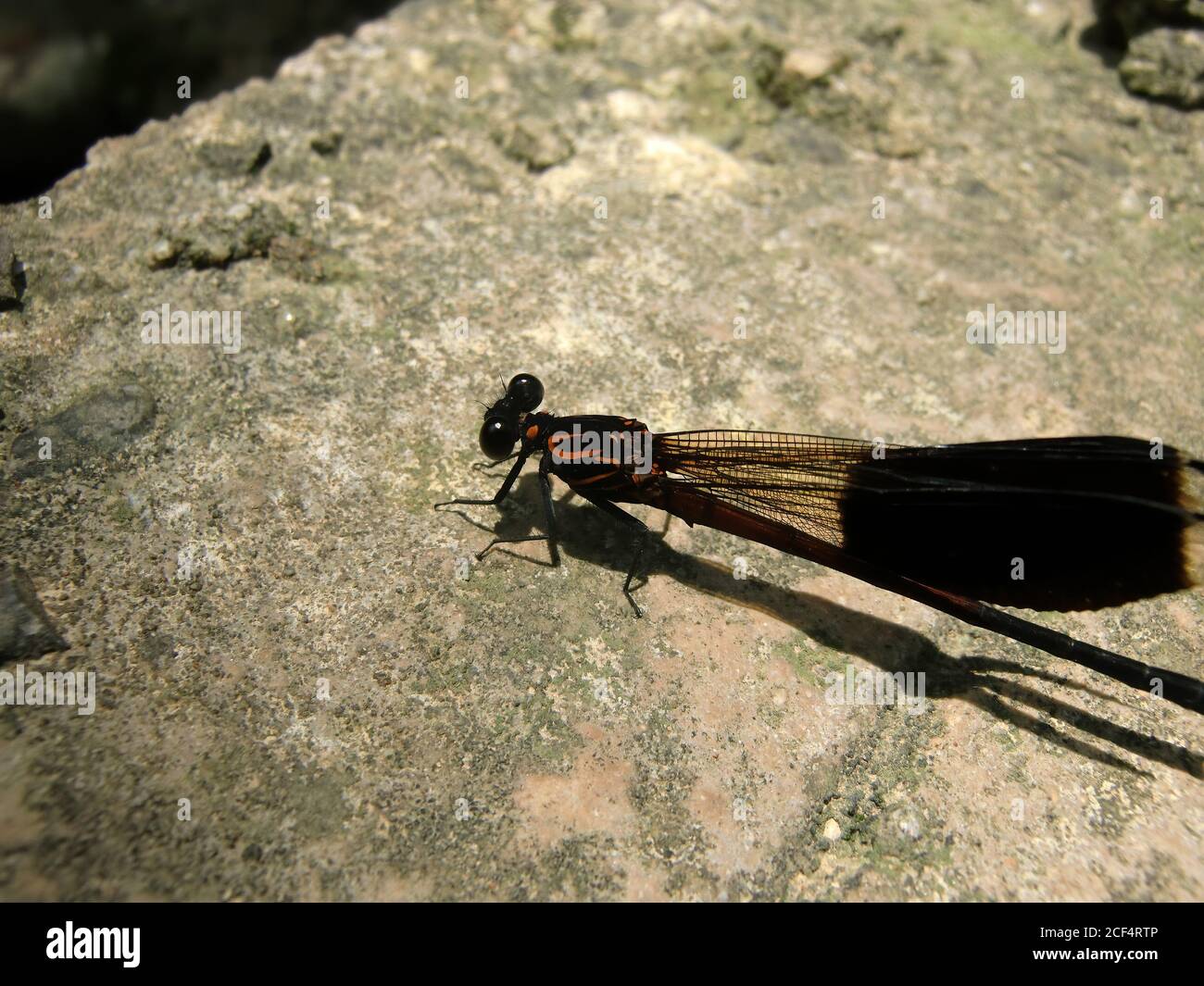 Gros plan sur les damselflies à ailes étroites à Taipei, Taïwan Banque D'Images