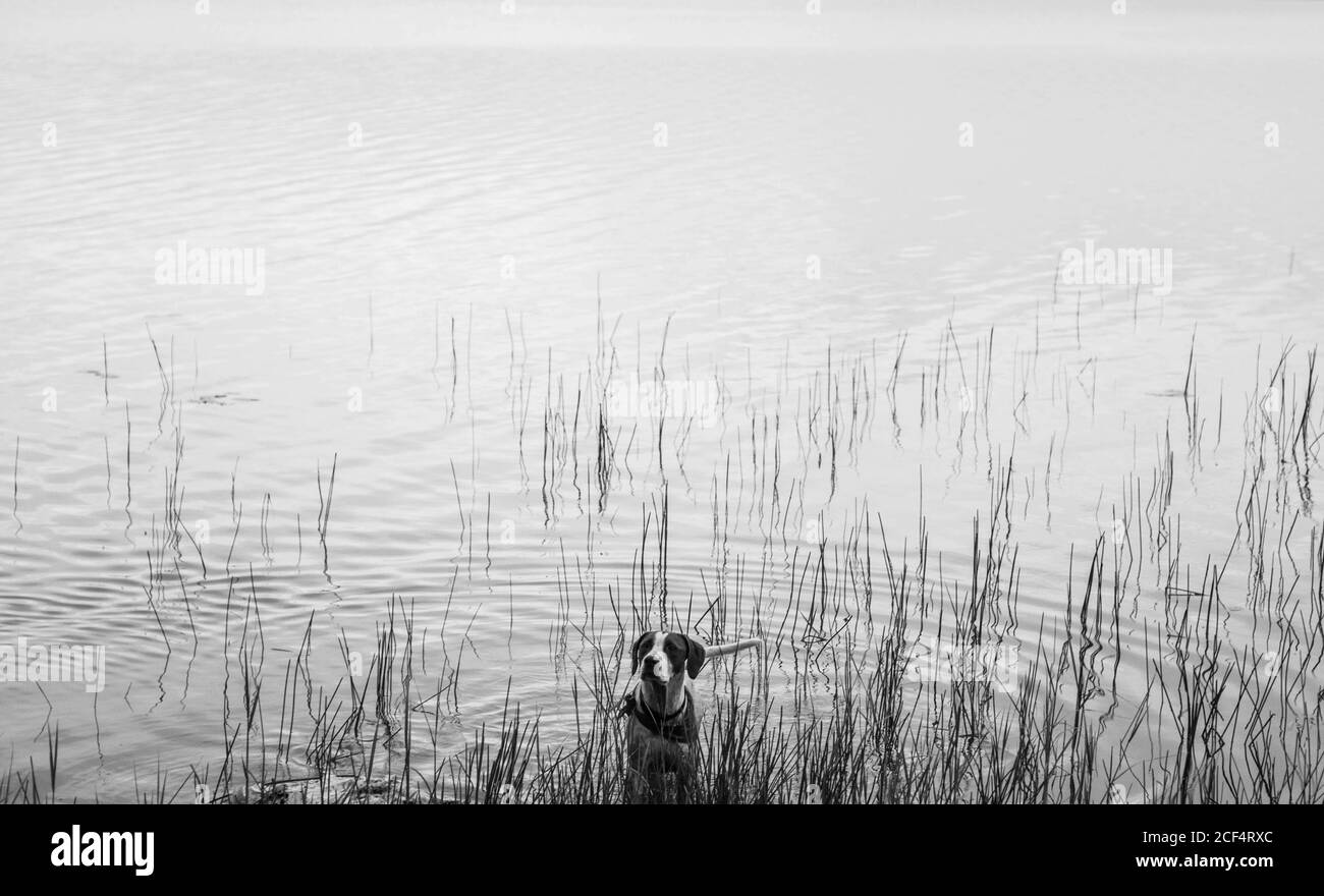 Chien actif marchant dans l'eau sur la plage en regardant loin Banque D'Images