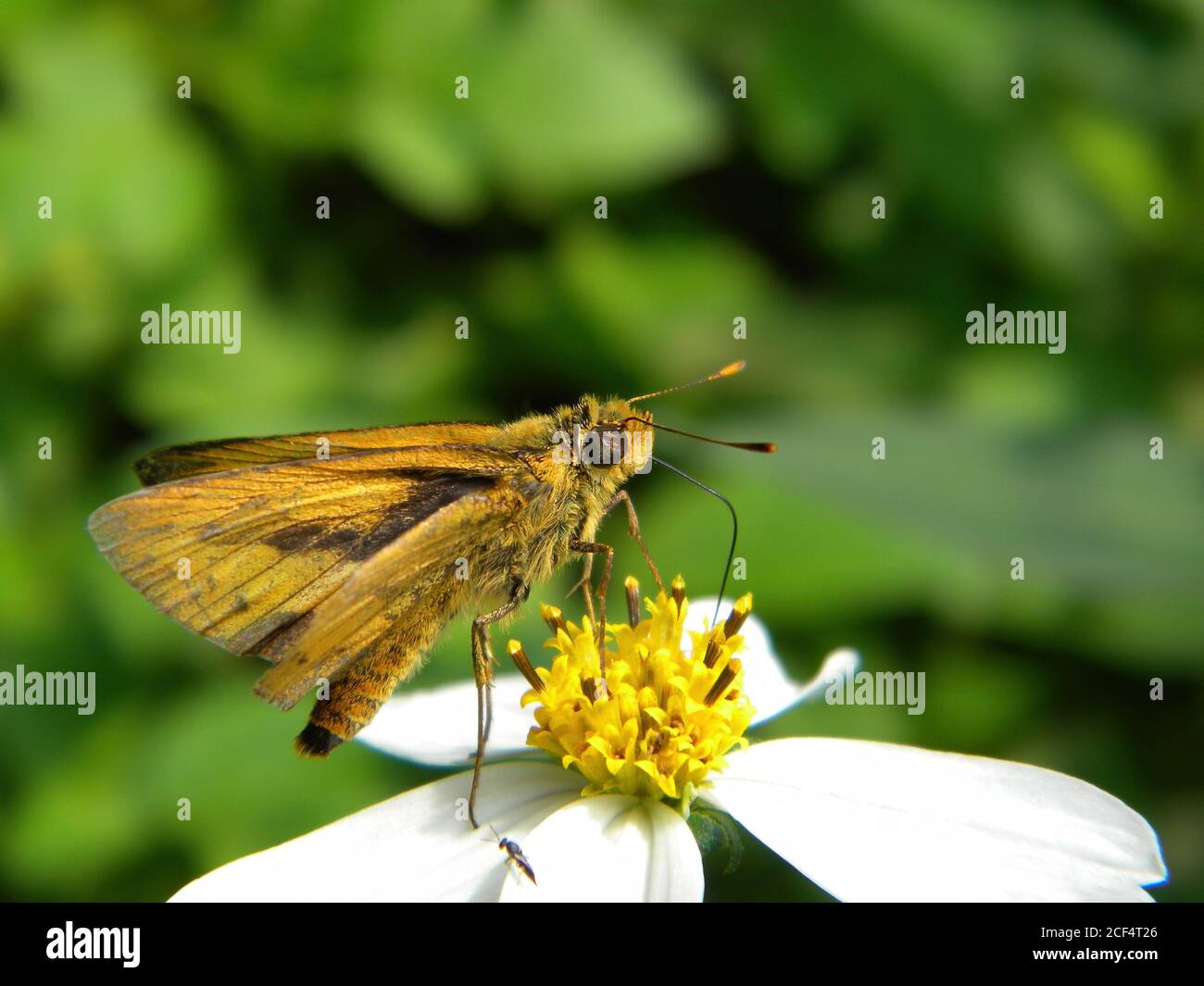 Gros plan d'un papillon de skipper sur une fleur à Taipei, Taïwan Banque D'Images