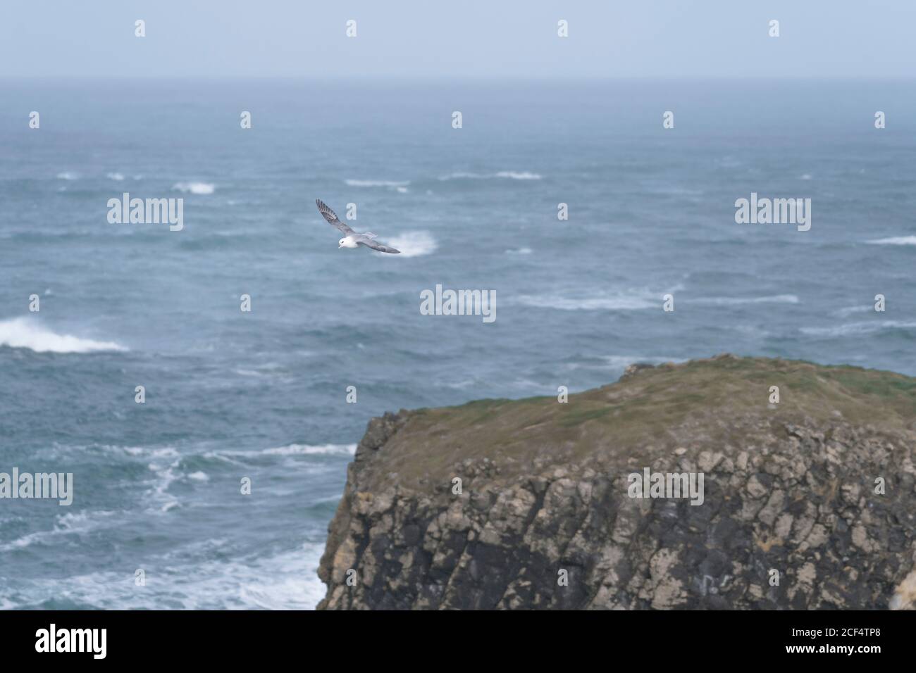 Oiseau sauvage gris et blanc volant au-dessus de l'eau agitant près littoral Banque D'Images