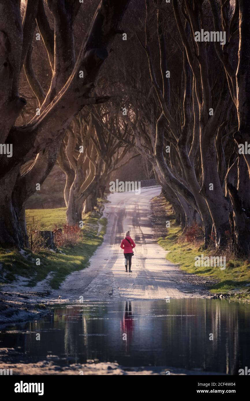 Vue arrière d'une personne méconnaissable sur une route enneigée, près d'une flaque sous de mystérieux hêtres avec branches entrelacées à Dark Hedges, en Irlande du Nord Banque D'Images