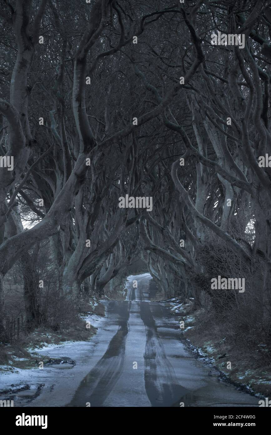 Route avec une couche légère de neige traversant des bordures sombres avenue de grands arbres de hêtre sans feuilles avec branches entrelacées dans jour nuageux Banque D'Images