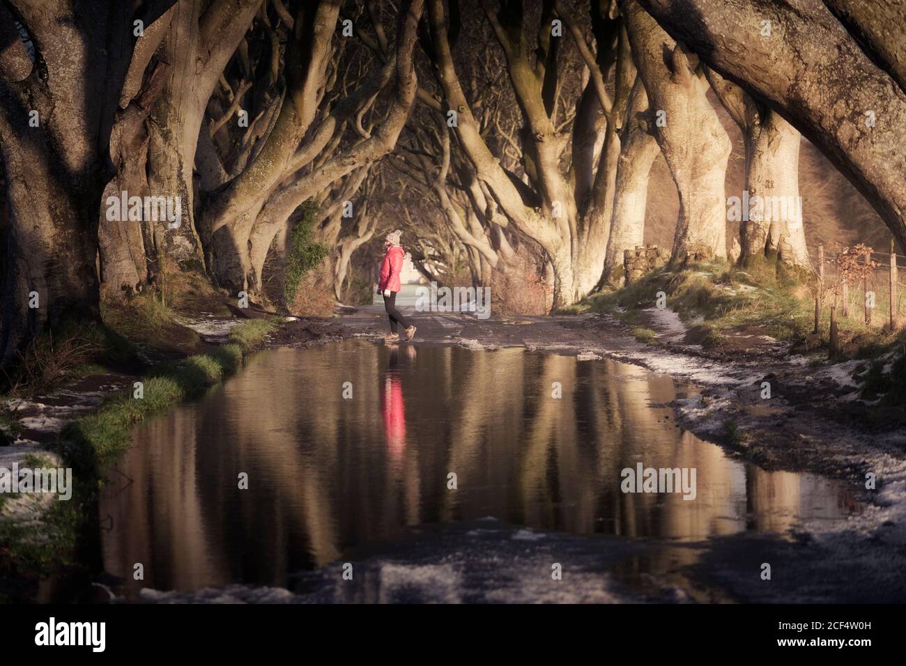 Vue latérale d'une femme en forme d'activéar sur une route enneigée près d'une flaque sous des arbres de hêtre mystérieux avec des branches entrelacées à Dark Hedges, en Irlande du Nord Banque D'Images