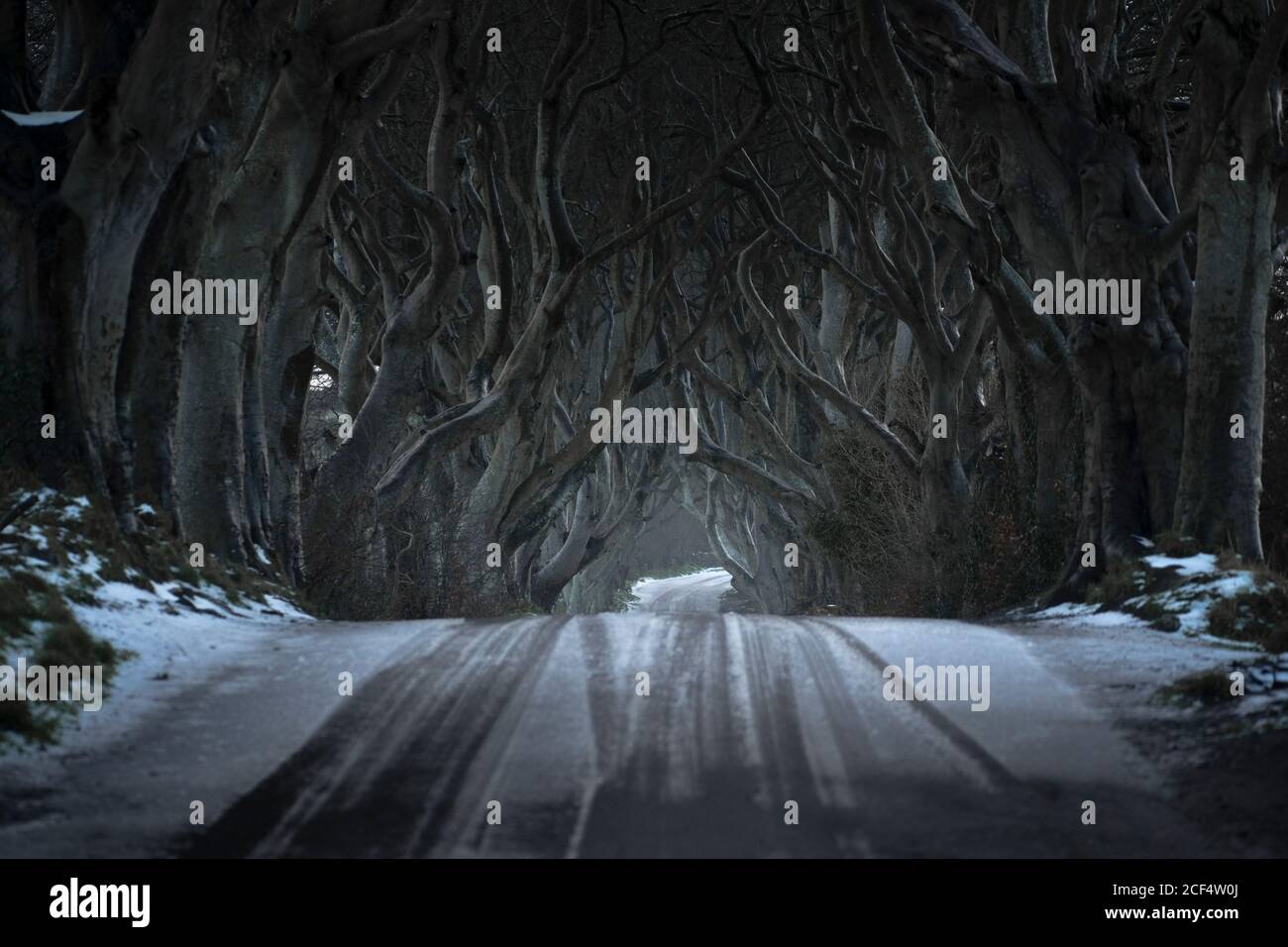 Route avec une couche légère de neige traversant des bordures sombres avenue de grands arbres de hêtre sans feuilles avec branches entrelacées dans jour nuageux Banque D'Images