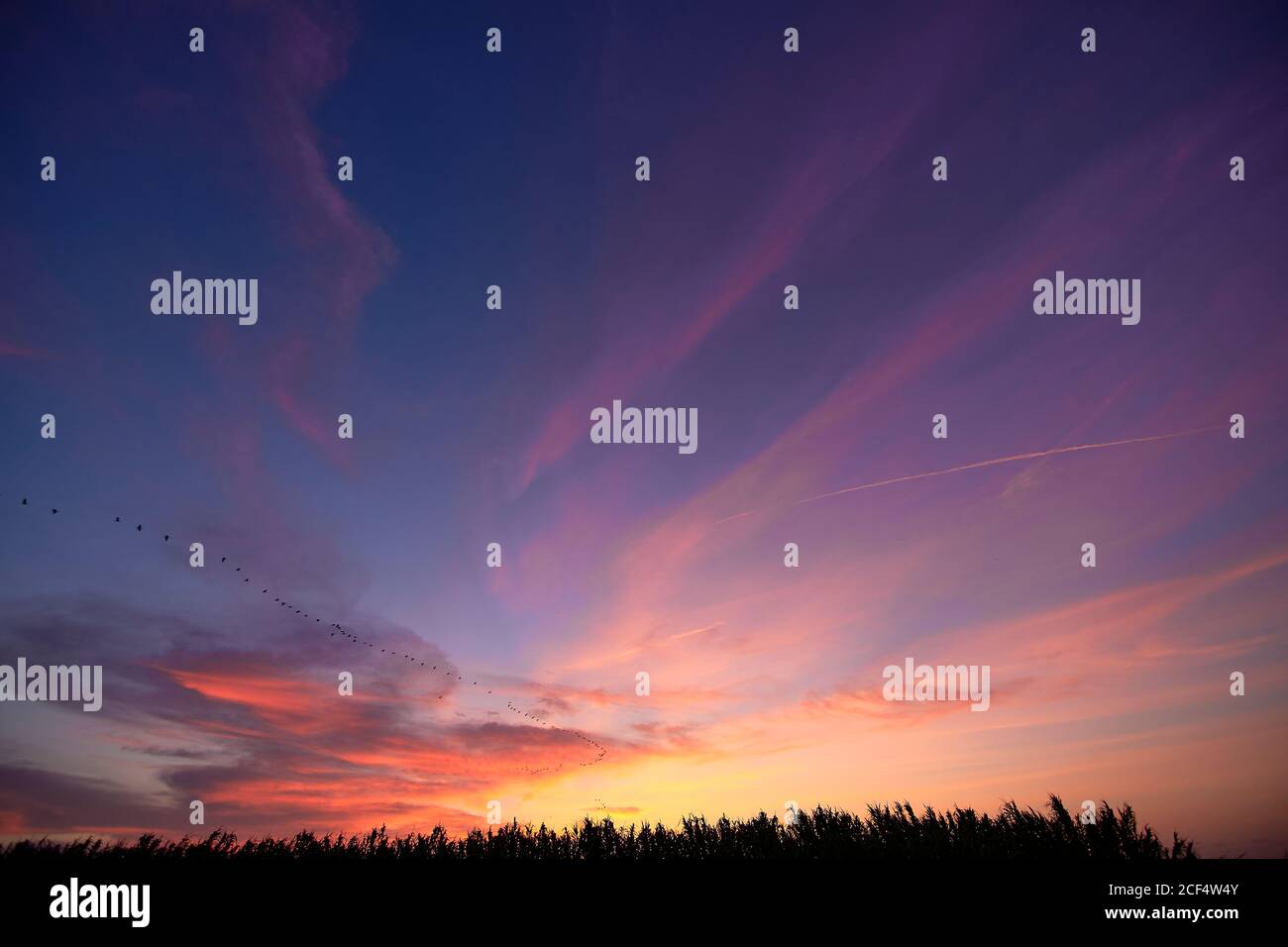 Coucher de soleil sur les roseaux et les oiseaux, jour lumineux, nuages, orange et bleu Banque D'Images