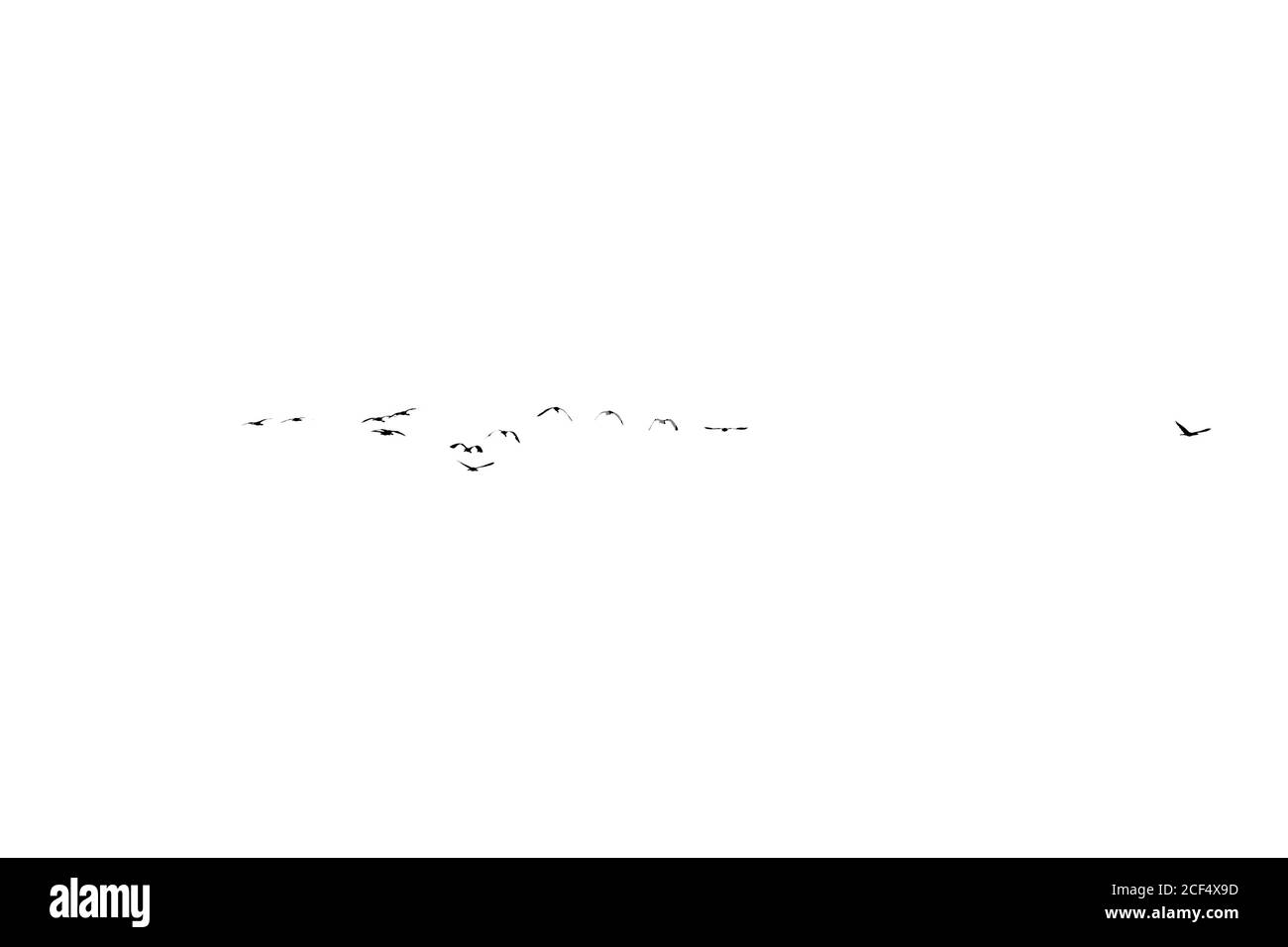 Ensemble d'oiseaux volant au-dessus d'un ciel lumineux, noir et blanc, minimaliste Banque D'Images