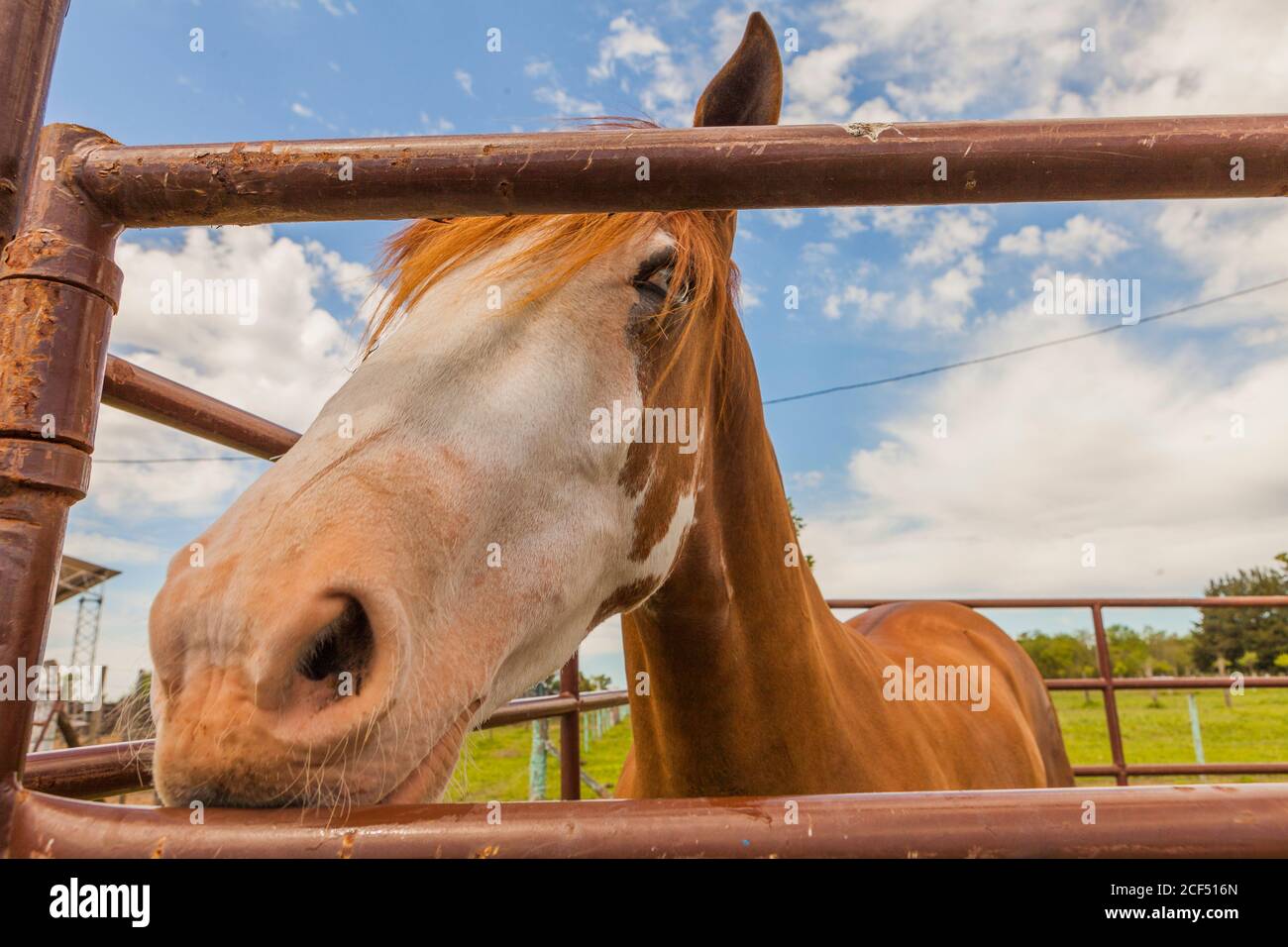 Angle bas de cheval curieux debout derrière l'enceinte de pâturage dans terres agricoles Banque D'Images