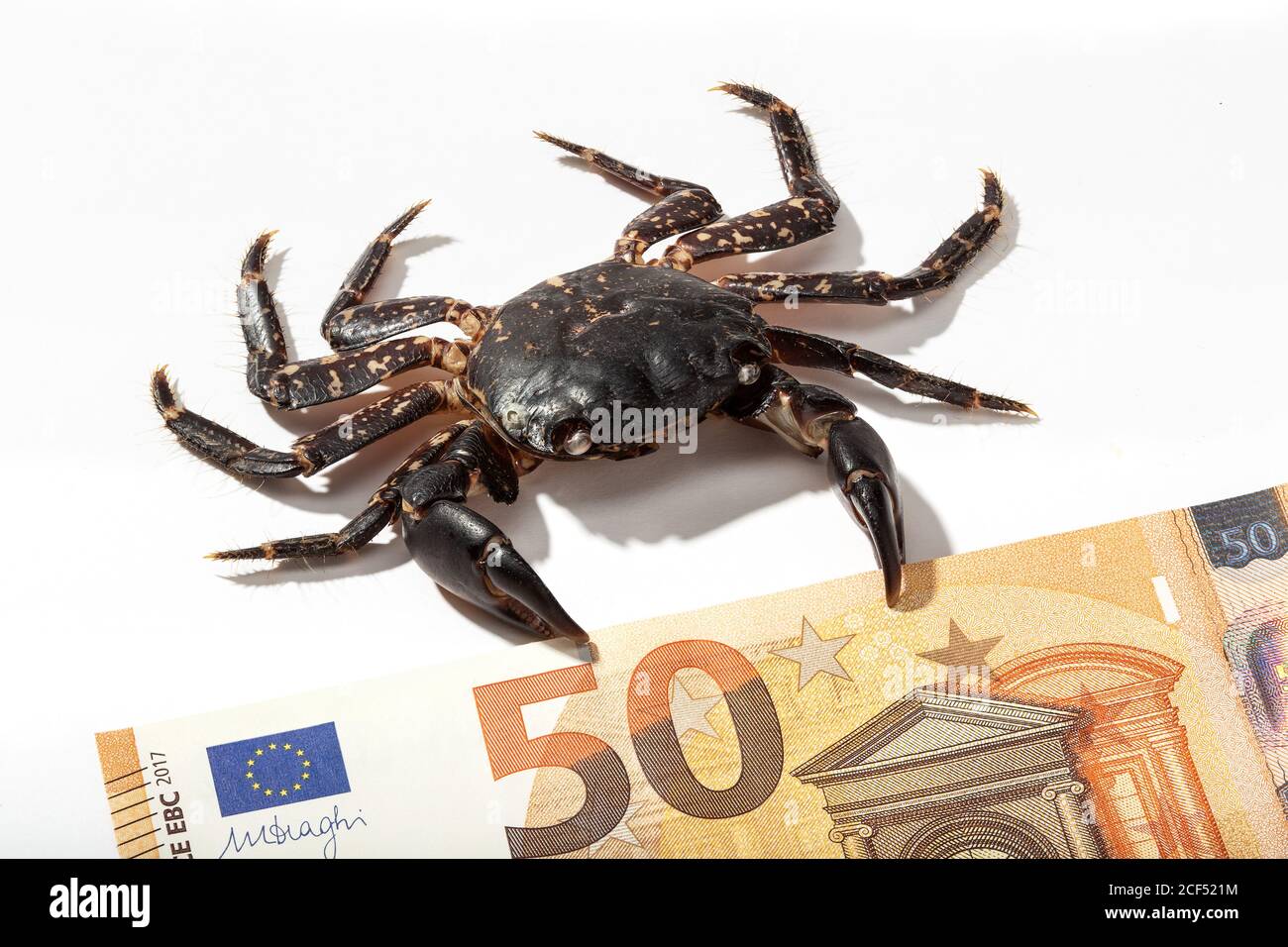 De dessus le gros crabe brun rampant au billet de banque de 50 euros sur la surface blanche, Islande Banque D'Images