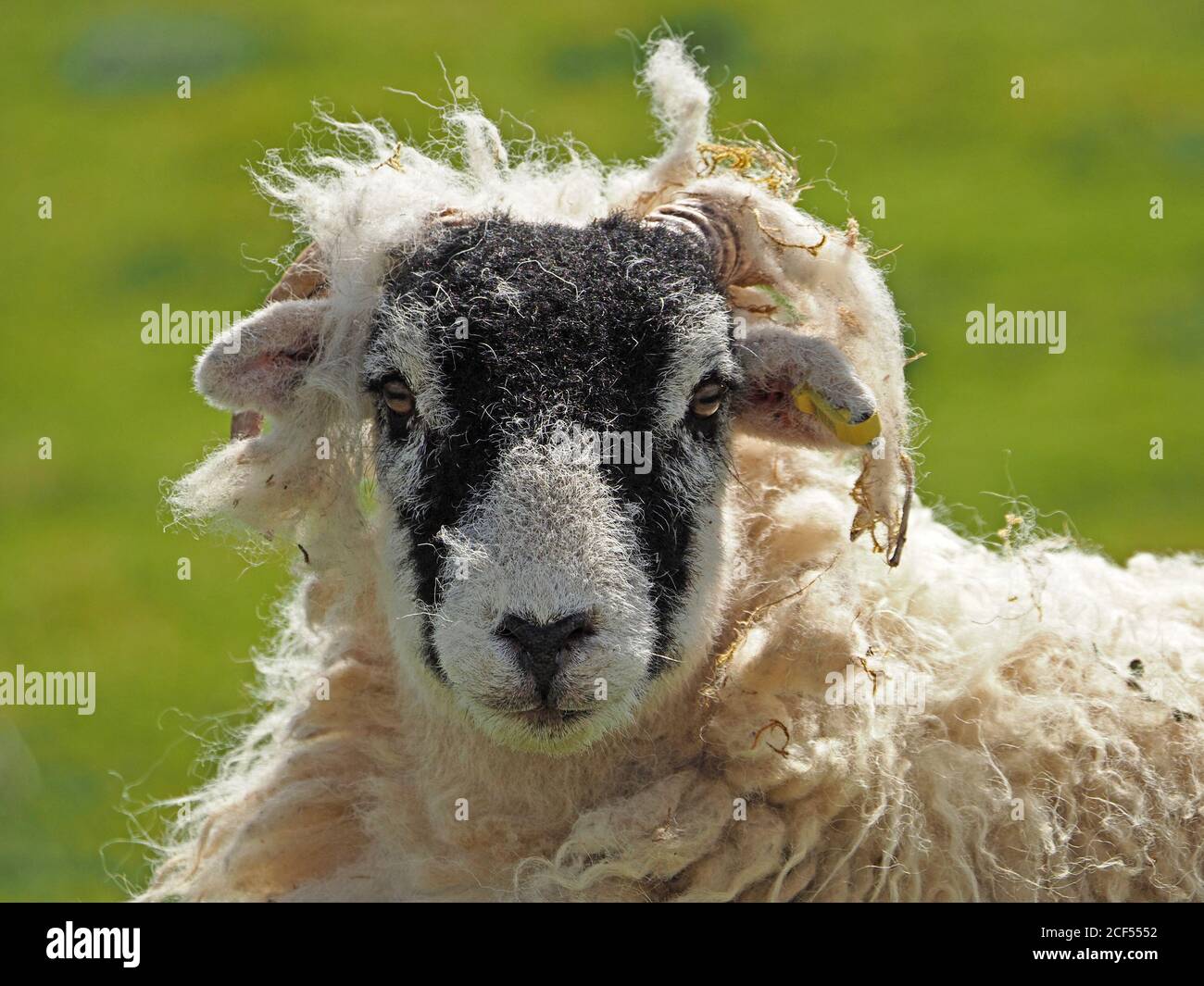 Mauvais cheveux jour - un mouton adulte avec la coiffure bangled comme il commence à jeter son polaire naturellement alors que le printemps se tourne vers l'été à Cumbria, Angleterre, Royaume-Uni Banque D'Images