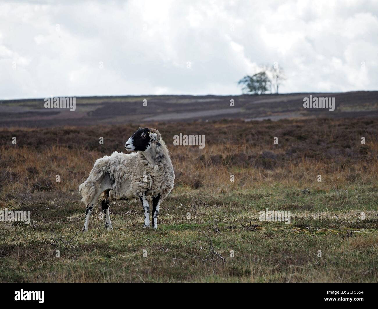 Un mouton à face noire adulte robuste sur une lande de bruyères botte sombre et robuste en polaire naturellement pendant que le printemps se tourne vers l'été à Cumbria, Angleterre, Royaume-Uni Banque D'Images