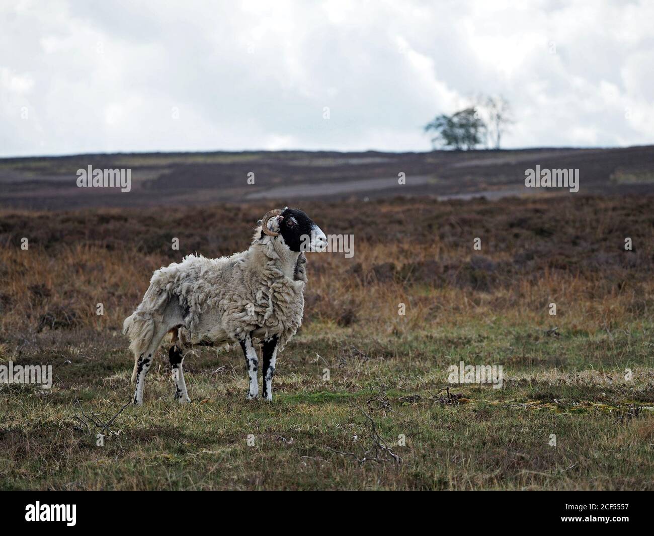 Un mouton à face noire adulte robuste sur une lande de bruyères botte sombre et robuste en polaire naturellement pendant que le printemps se tourne vers l'été à Cumbria, Angleterre, Royaume-Uni Banque D'Images