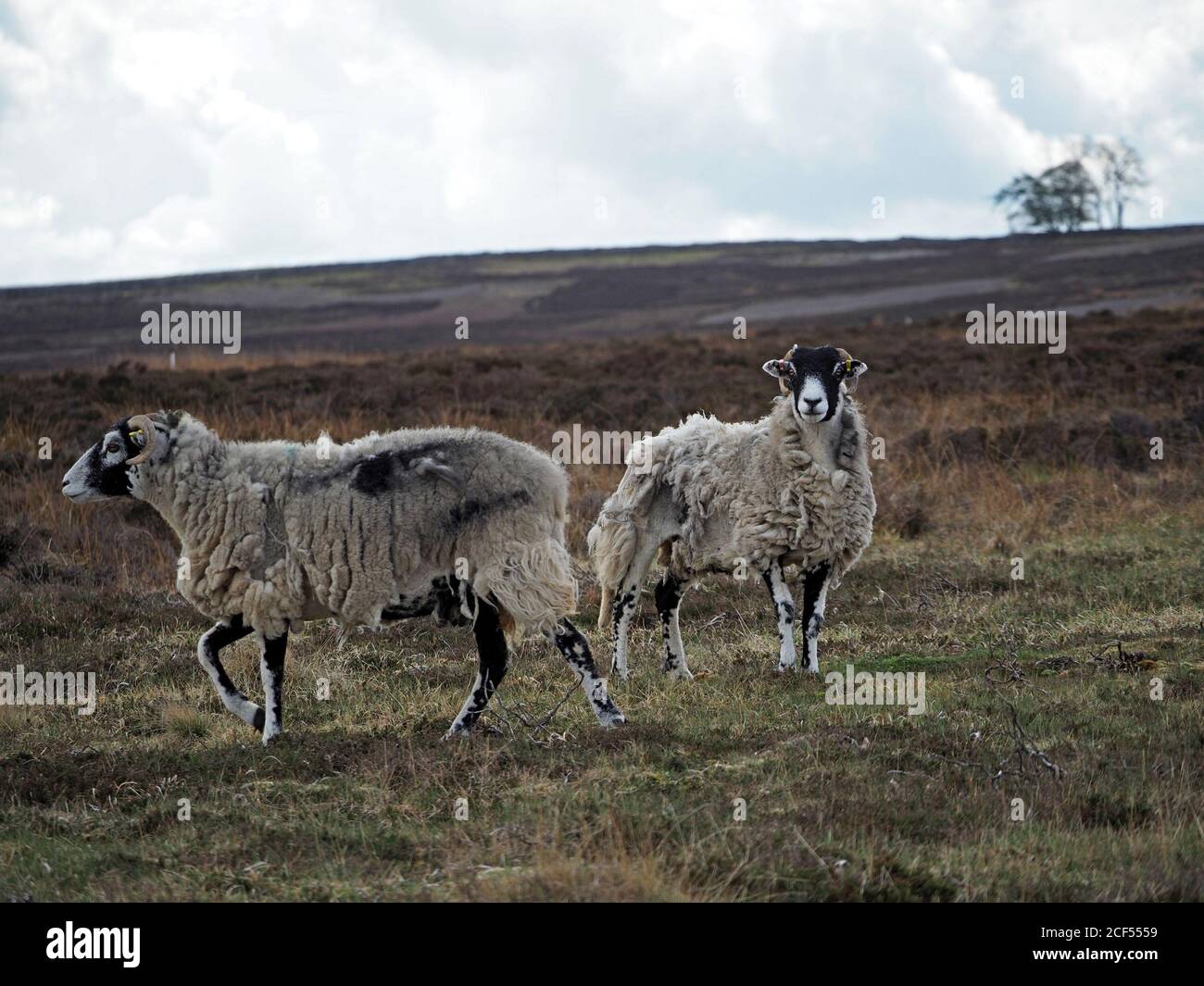 Deux moutons endurcis à fond noir adulte sur une botte de bruyère sauvage et sombre qui se motent naturellement de la polaire alors que le printemps se tourne vers l'été à Cumbria, Angleterre, Royaume-Uni Banque D'Images