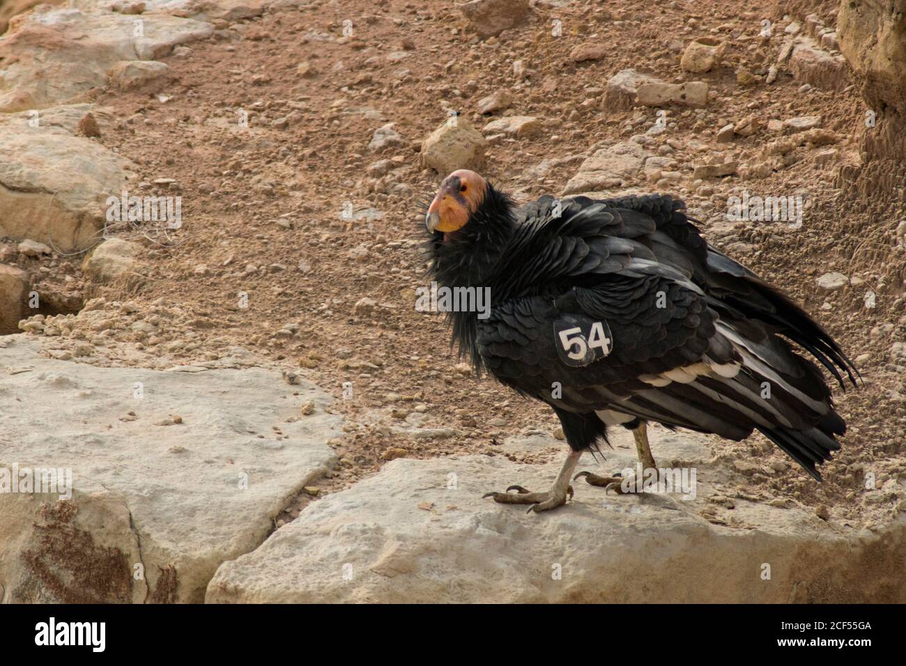 Condor de Californie Banque D'Images