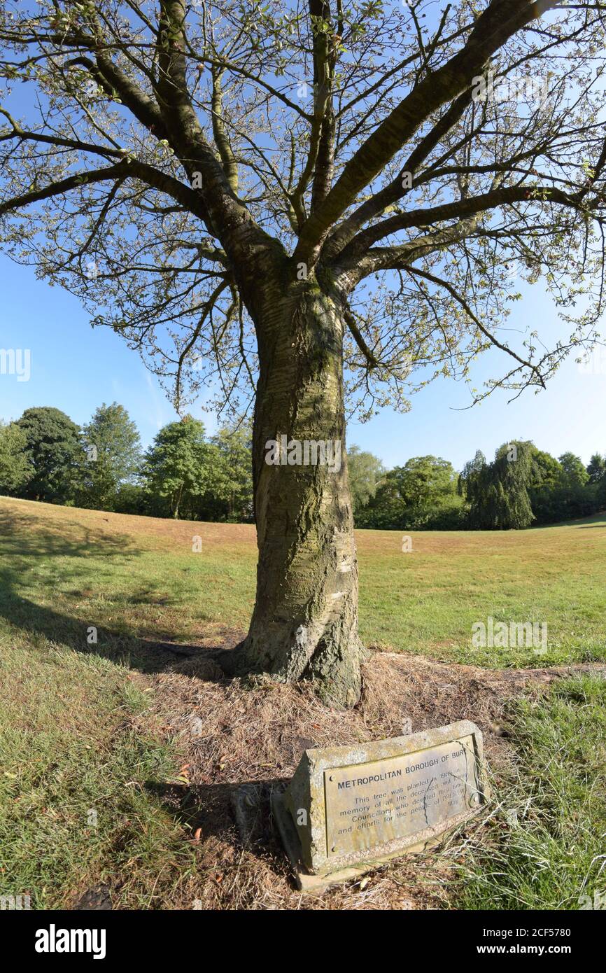 Arbre commémoratif planté en 1985 à la mémoire des conseillers travaillant pour Prestwich à Bury, Manchester. Situé dans le parc des fleurs St Mary, Prestwich. Banque D'Images
