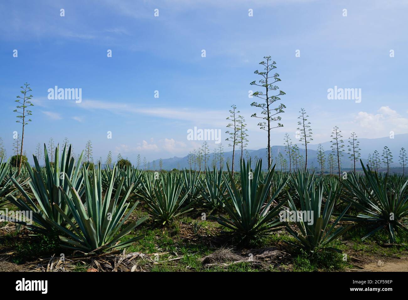 Bouquet d'agave vert croissant avec de grandes fleurs à la lumière du jour Banque D'Images