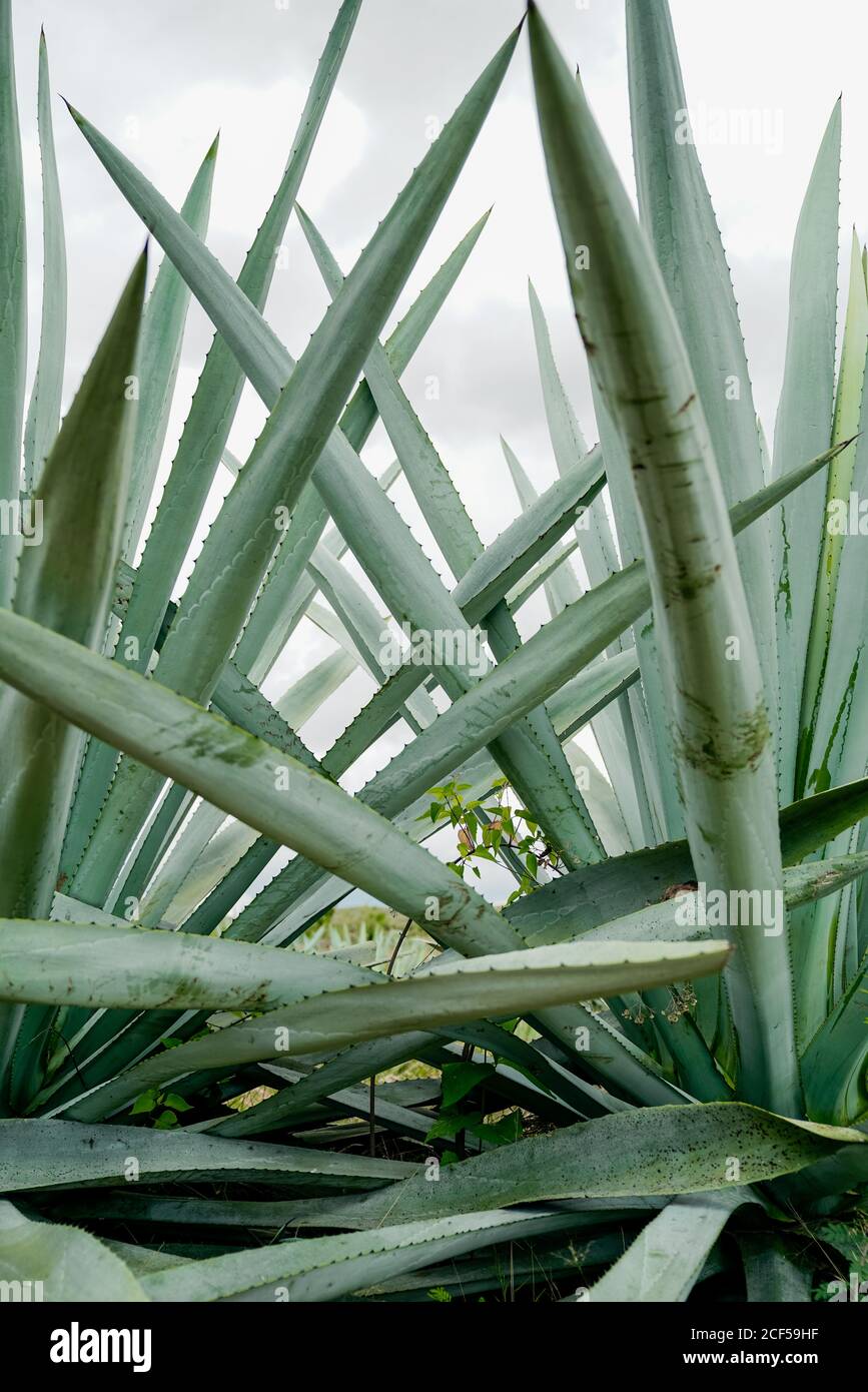 Croissance de grandes feuilles d'agave vert piquant à la lumière du jour Banque D'Images