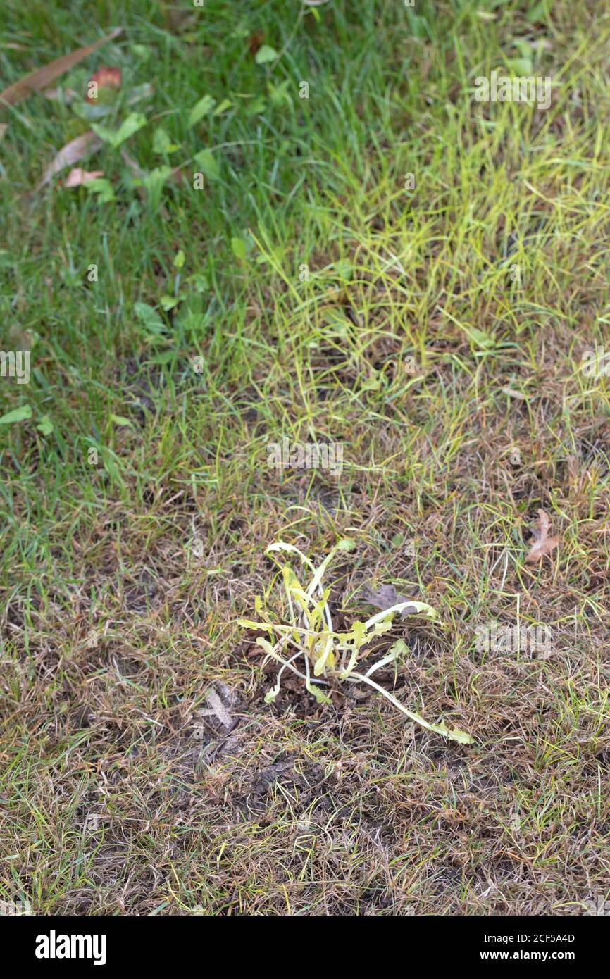 Étiolation. Résultat d'une herbe verte et d'un pissenlit (Taraxacum officinale), plante couverte, privée de lumière, par une tente de terre sur un camping Banque D'Images