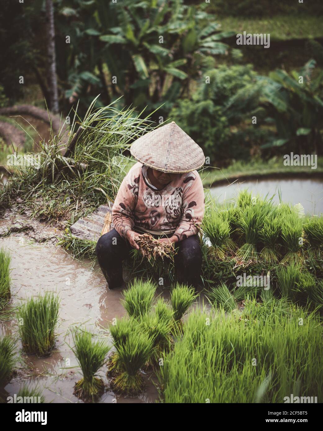 Personne en chapeau de paille conique assis sur le sol travaillant sur la plantation tropicale verte, Bali Banque D'Images