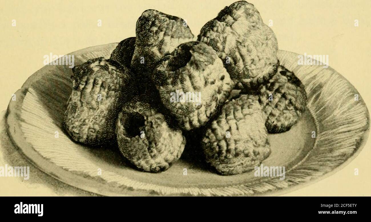 . Le livre de Mme Seely; un manuel de cuisine française et américaine, avec des chapitres sur les domestiques, leurs droits et devoirs et beaucoup d'autres détails de la gestion du ménage. MOULE EN ÉTAIN POUR LA FABRICATION DE PÂTE, DE RIZ OU D'HOMINY (VOIR P. 375). ^-i^^AS^ face à la page iS72. COQUES ATE. LES PÂTES et LES TOURTES 373 coupent un trou au centre; placez-le sur la première pièce, et brossez le dessus et le côté avec le jaune d'un œuf bien battu. Une fois que vos viandes sont dans la plaque de cuisson, donnez-leur une heure dans la boîte à glace avant de les placer dans un four à chaleur. Cuire environ vingt-cinq ou trente minutes. Le soin et le jugement doivent Banque D'Images