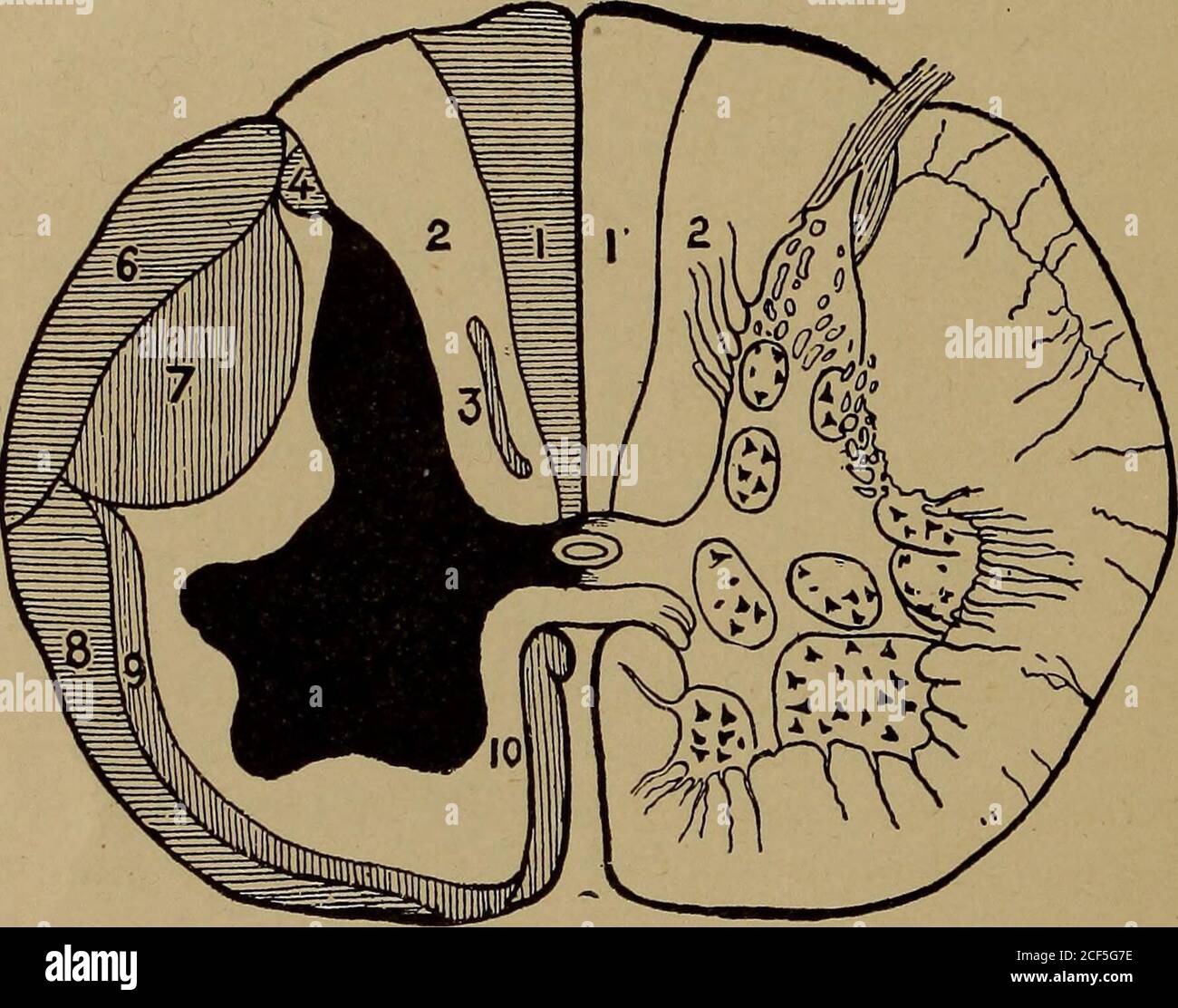 . Anatomie appliquée et kinésiologie. Sinon. Quand le pied a été balancé vers l'avant assez justement les terminaisons nerveuses dans les muscles, les tendons et les articulations sendmessages dans le système nerveux central qui stimulent les thémuscles nécessaires pour effectuer l'acte suivant dans le processus. 52 CONTRÔLE MUSCULAIRE des études approfondies de la question nous conduisent à croire que le cere-bellum est la partie du système nerveux qui sert d'orCenter d'organe pour le contrôle de mouvements corporels complexes. Le cere-bellum est étroitement lié par des fibres nerveuses aux demi-canaux du crâne, qui servent d'organe d'équilibre, Banque D'Images