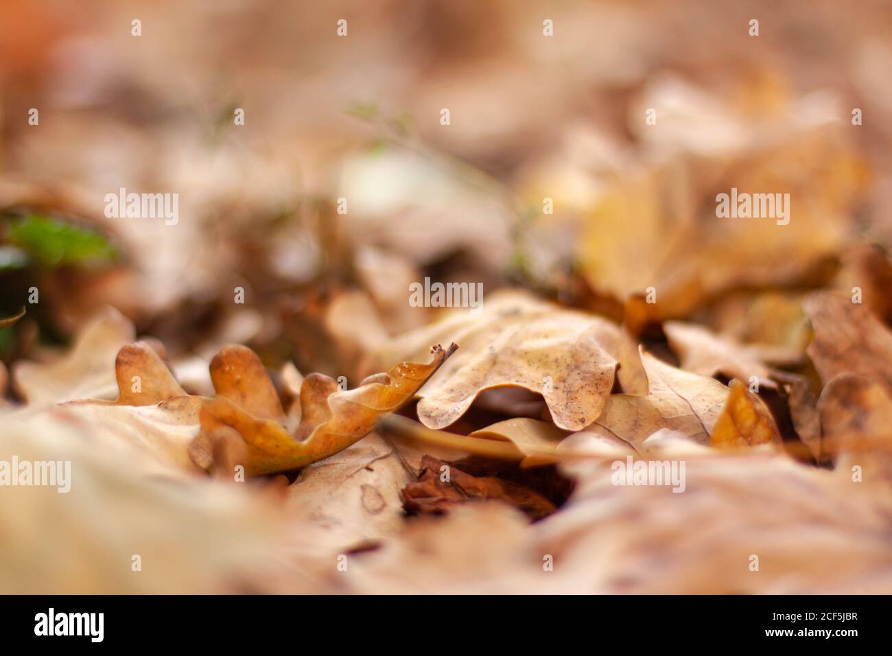 Chêne brun feuilles bokeh. Automne flou d'arrière-plan et concept de bannière avec espace de copie Banque D'Images