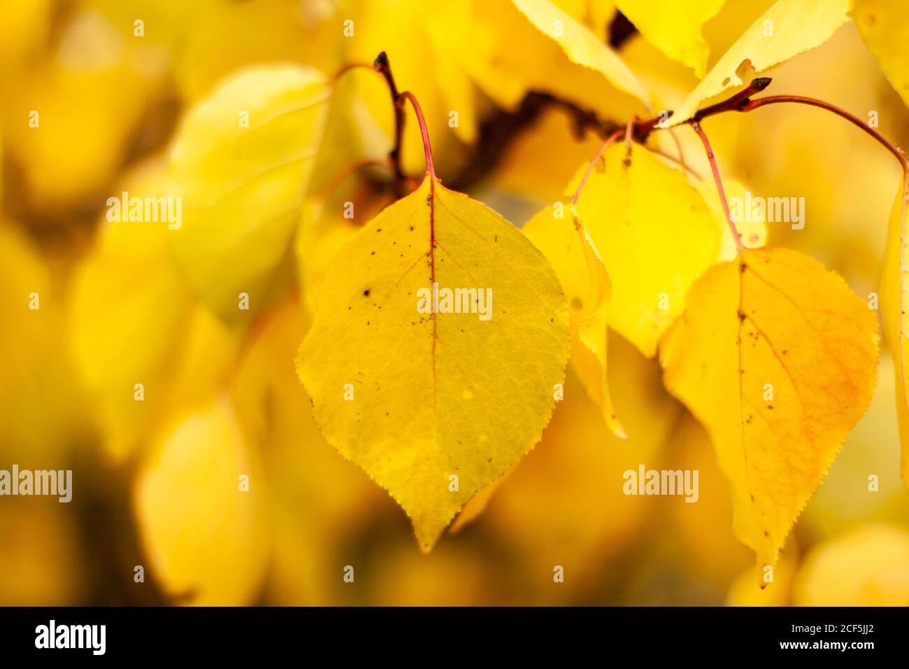 Automne chute de feuilles d'orange jaune naturel sur les arbres. Concept de bannière et d'arrière-plan flou avec espace de copie Banque D'Images