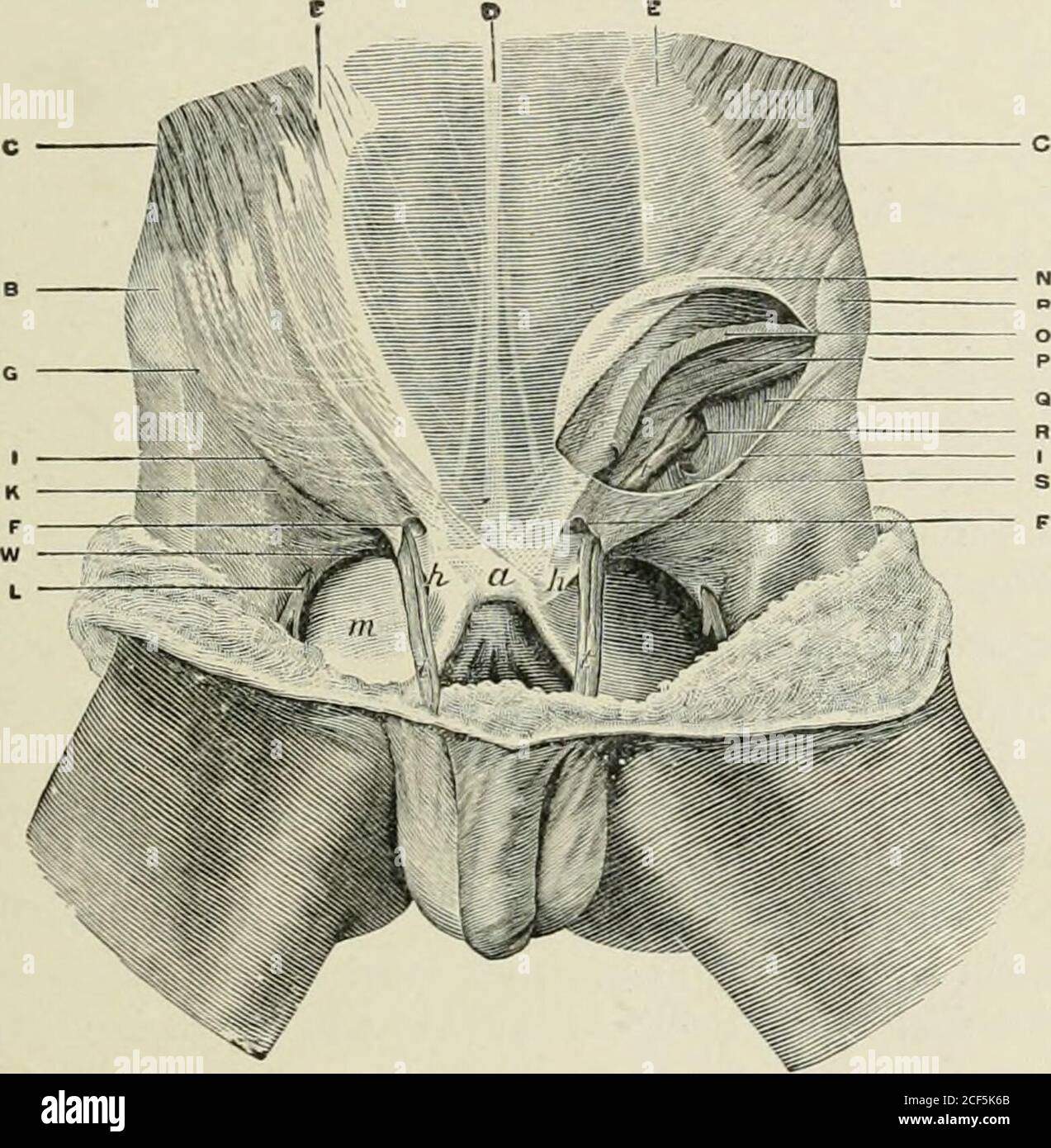 . Hernie abdominale : son diagnostic et son traitement. Aponeurosis ouvrit l'anneau interne, sliowiiig bord inférieur du muscle oblique interne; fascia transverse dans la paroi profonde du canal. L'arche murale, en dessous de laquelle émerge le VES-Pels fémoral, est formée par le ligament de Pouparts, oblique interne andtranszcrsalis inusclcs (figues. 3 et 4). Tous les travaux sur anatomymontrent ces muscles, comme montré dans les coupes d'accompagnement, nicelydissected l'un de l'autre. Aucune image de ce type n'est présentée sur la table d'opération et pour cette raison les deux muscles seront.parlé de ensemble. Le bord inférieur de l'o interne Banque D'Images