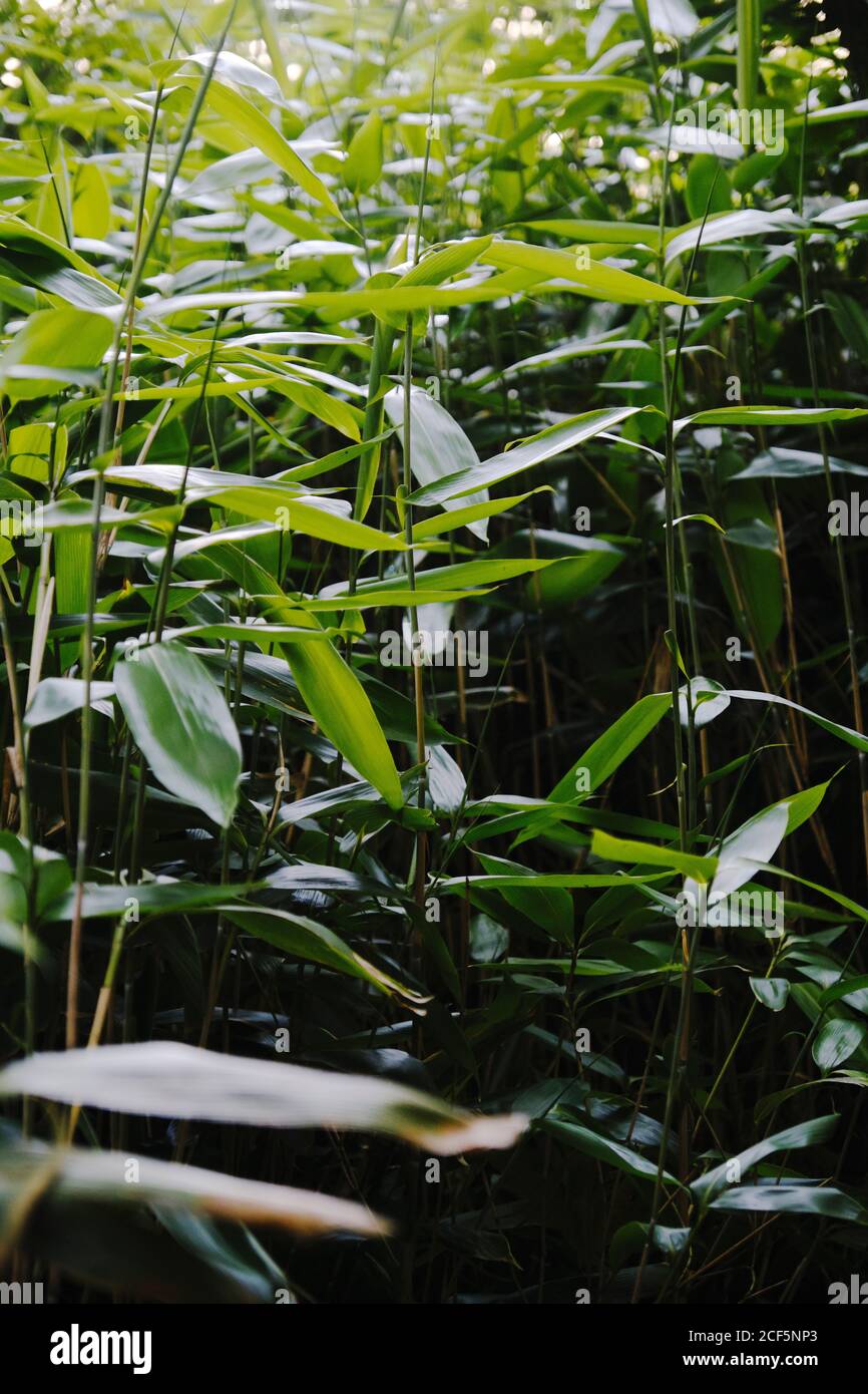 Les feuilles poussent sur la prairie en été, jour ensoleillé en après-midi dans un endroit calme Banque D'Images