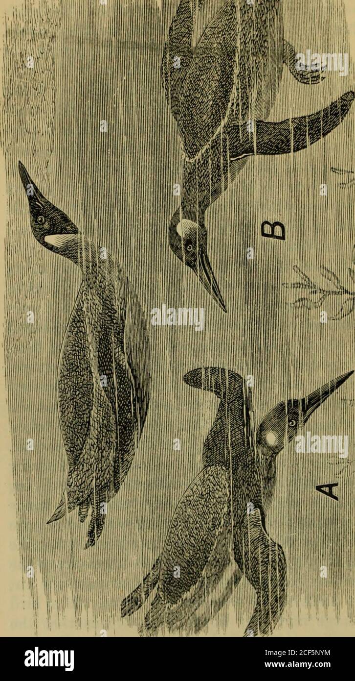 . Locomotion animale ou marche, natation et vol : avec une thèse sur l'aëronautics. le mode d d'application de leurs surfaces de déplacement est pris en compte. Si l'oiseau volant aérien était plus léger que l'air, ses ailes auraient besoin d'être tordues autour pour ressembler aux ailes de plongée du pingouin et auk. Si, d'autre part, l'oiseau-plongée (pingouin ou auk) était plus lourd que l'eau, son wingswould exiger de ressembler à des ailes aériennes, et ils auraient besoin de frapper dans une direction opposée à celle dans laquelle ils ont strikénormité. De ceci, il s'ensuit que le poids est nécessaire à l'oiseau (comme à p Banque D'Images