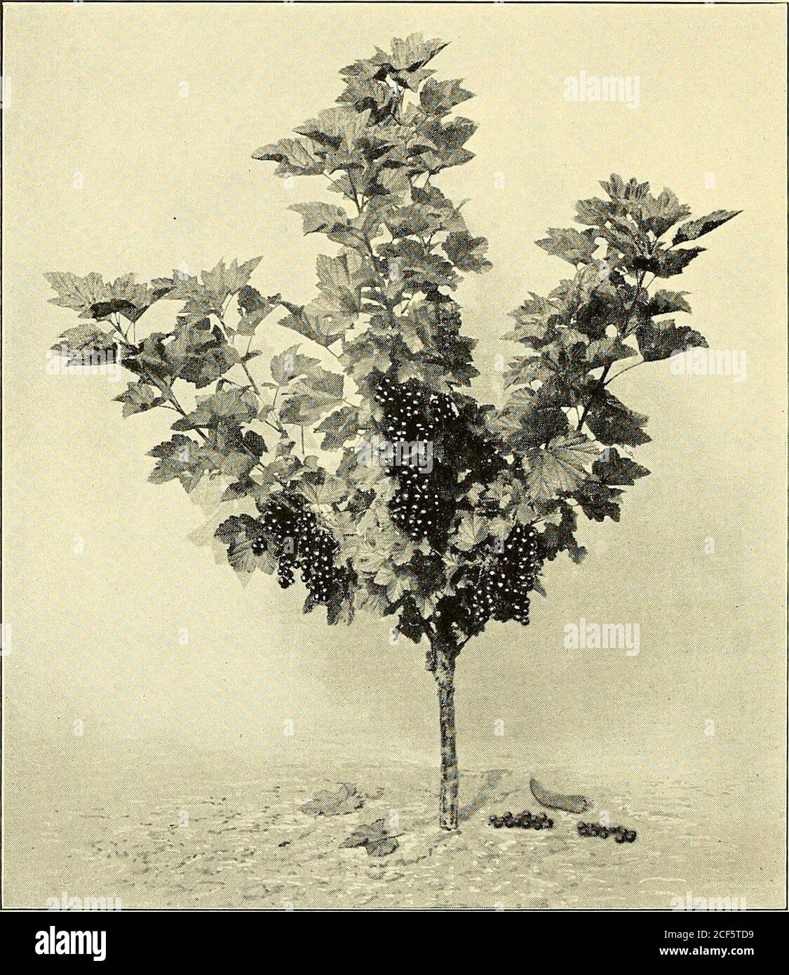 . [Culture fruitière]. Figure 9 de fixer sur chaque buisson une ...