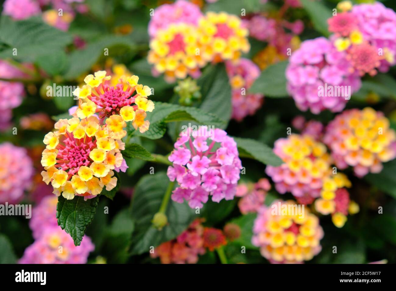 Costa Rica San Jose - plante florale de Lantana camara Banque D'Images