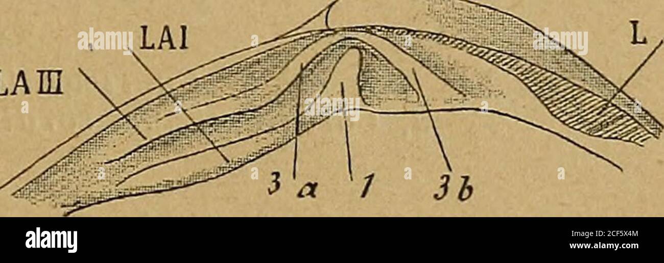 . Bulletin de la Société géologique de France. De Cyprina rninima Hanley (LambasleBay) et qui est requis entre les Cyprines et lesCythérées. Elle diffuse des précédentes par son sinus palléal à peineindiqué, pas -plus que chez C. islandica, et par la charnière de lavalve gauche. A la valvedroite, fig. 16, on voit ladent i intercalée entre5a et3b, natteignant pas encorele sommet; 5a est en conformité avec le bord cardi-nal. A la valve gauche LA IIet 2a, voilantes toutes lesdeux sont en continu.this forme ressuble toutà faire à une Cythérée avantson compet développement Banque D'Images