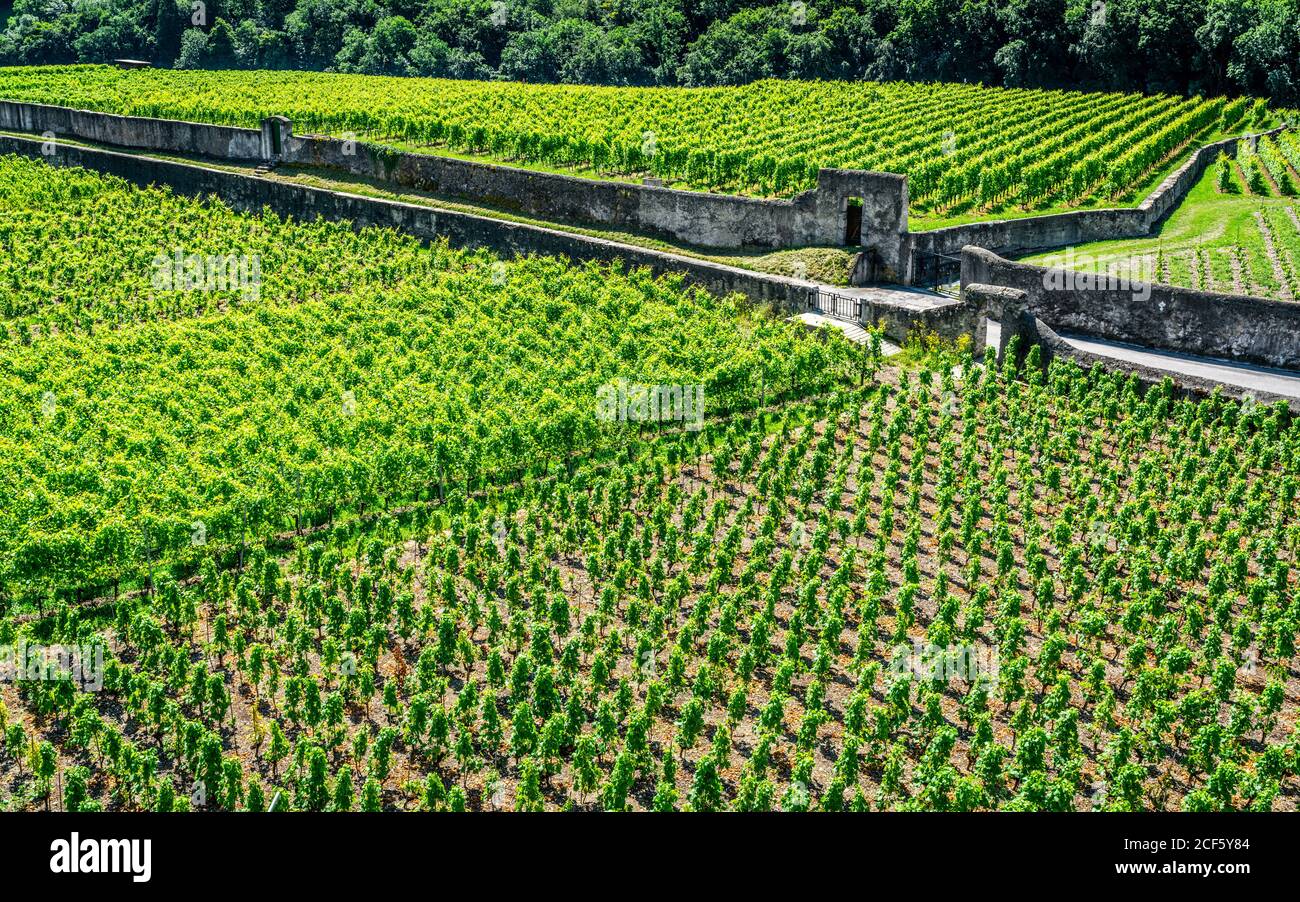 Vue aérienne sur les vignobles verts en été et sur la route Au milieu à Aigle Vaud Suisse Banque D'Images