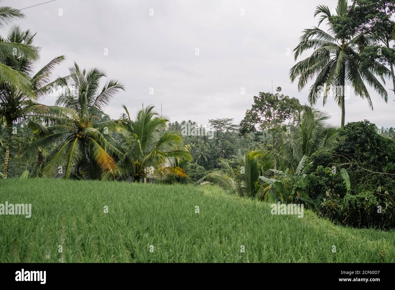Magnifique paysage de rizières en terrasses dans un climat humide sur couvert Journée à Bali Banque D'Images